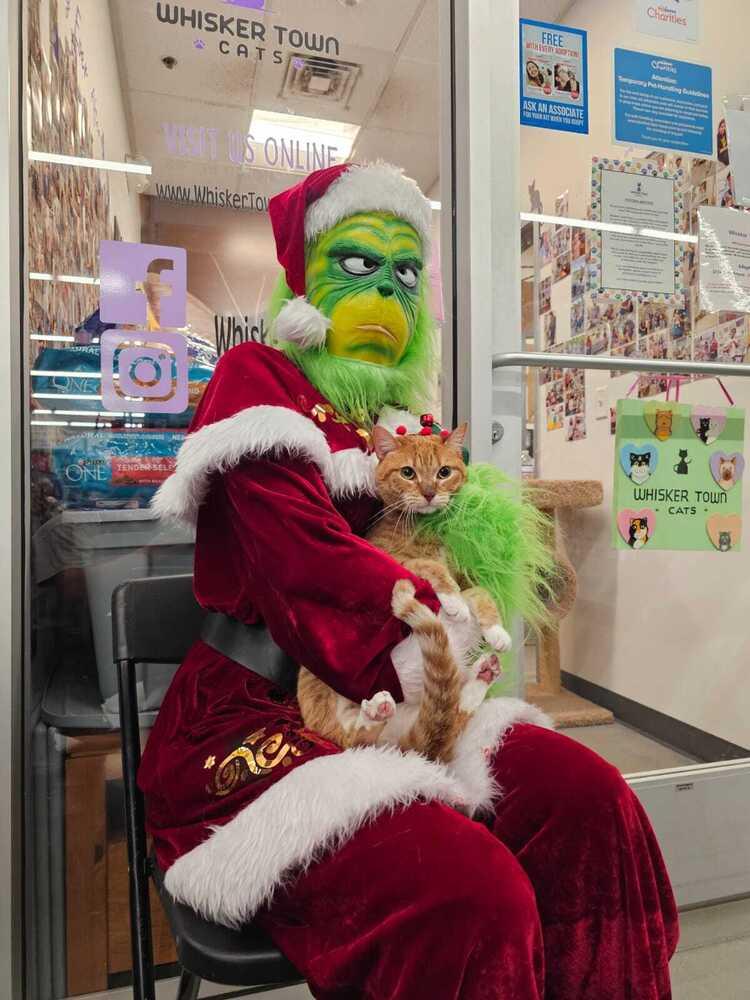 Enlarge Mantis, a Adoptable mixed breed in Orlando, FL image 6/6