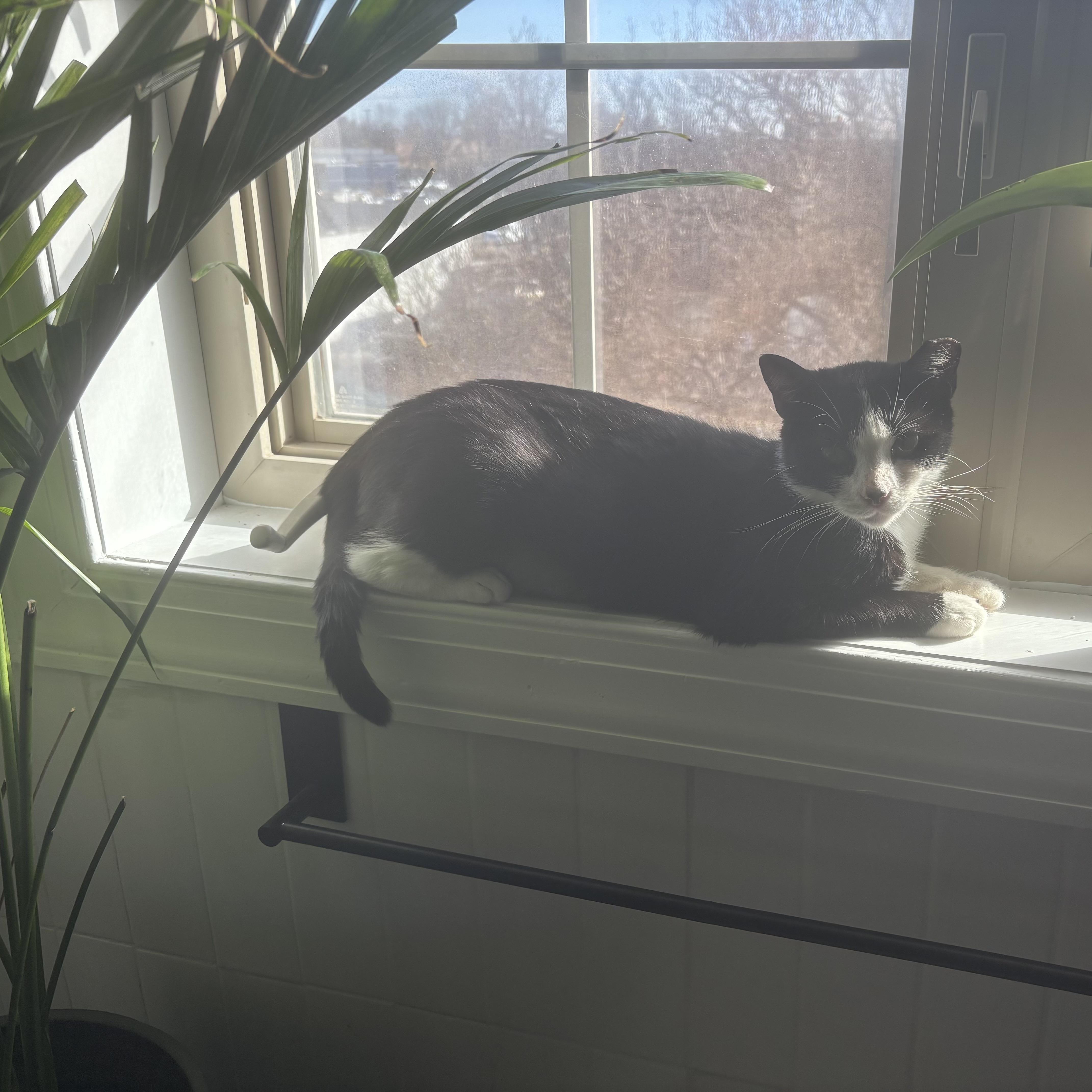 Petunia, Adoptable, Adult Female Domestic Short Hair.