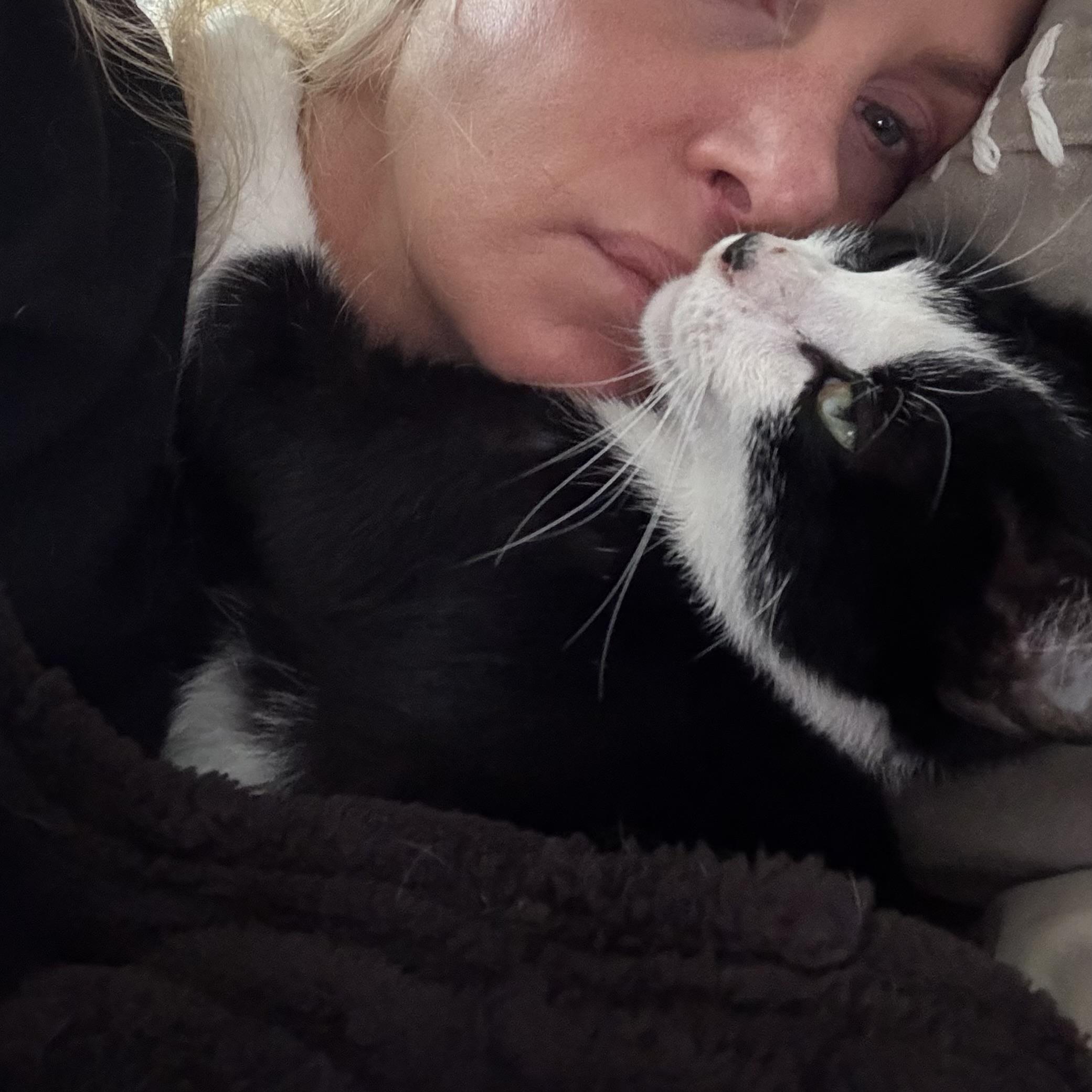 Petunia, a Adoptable Domestic Short Hair in Westville, NJ image 2/4