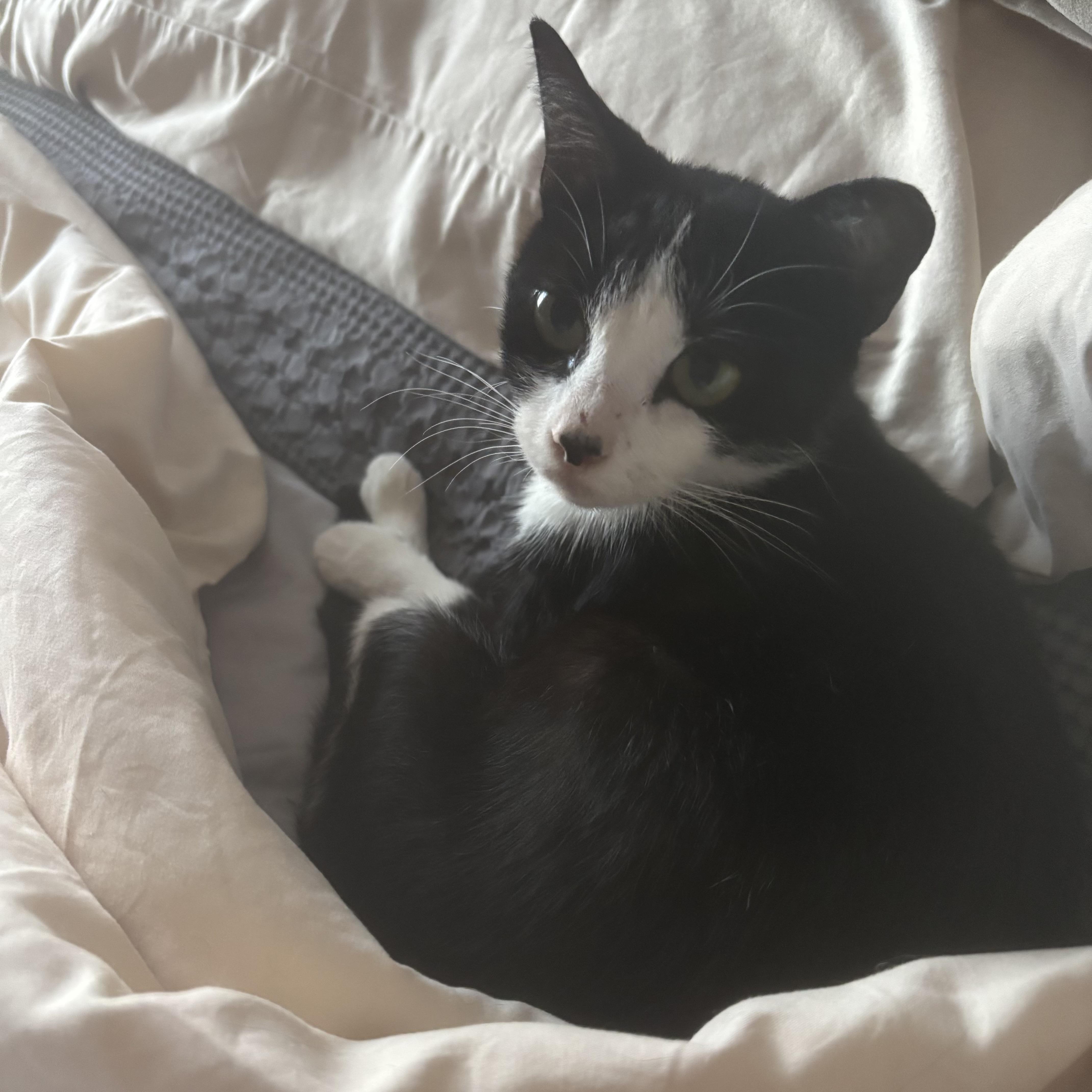 Petunia, a Adoptable Domestic Short Hair in Westville, NJ image 3/4