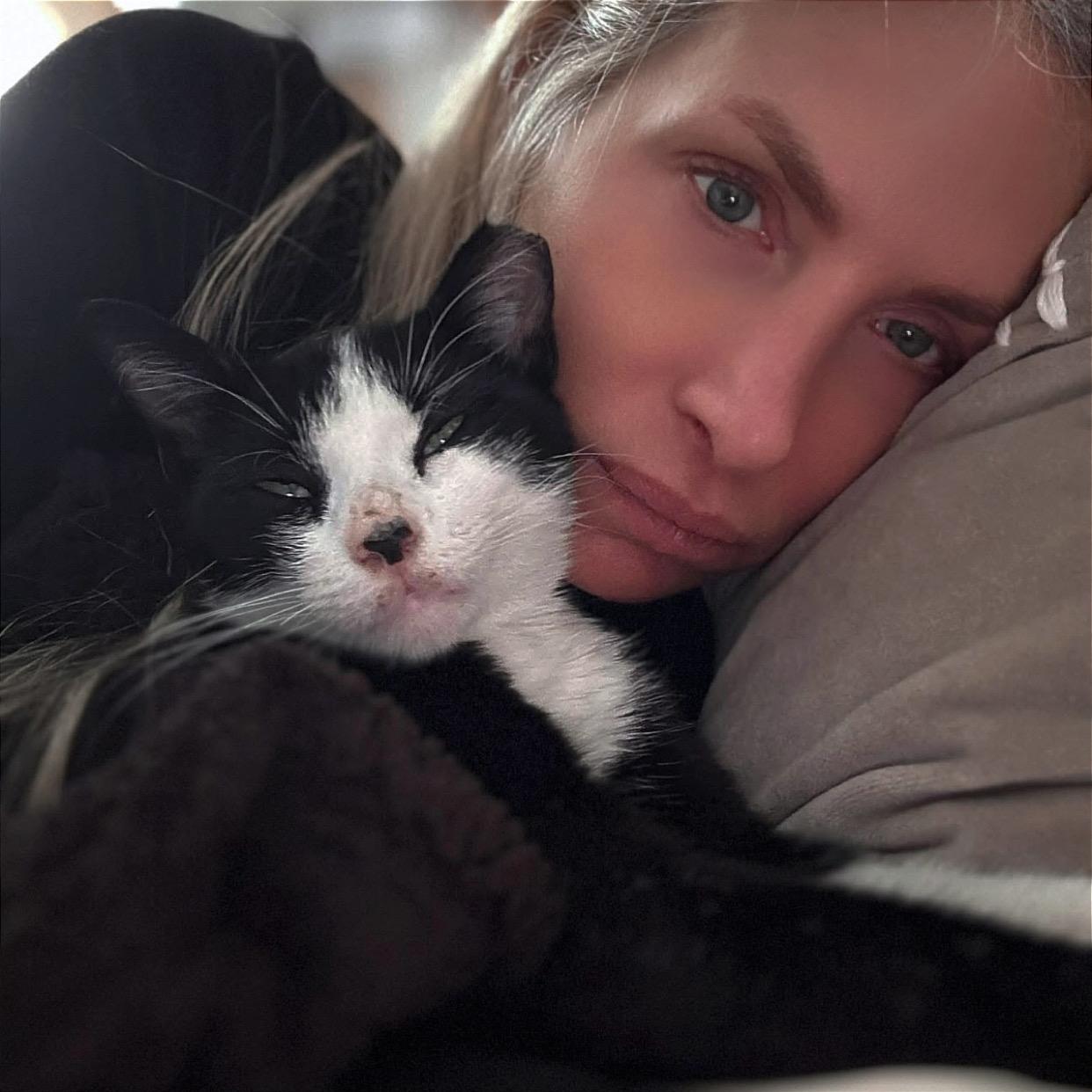 Petunia, a Adoptable Domestic Short Hair in Westville, NJ image 4/4