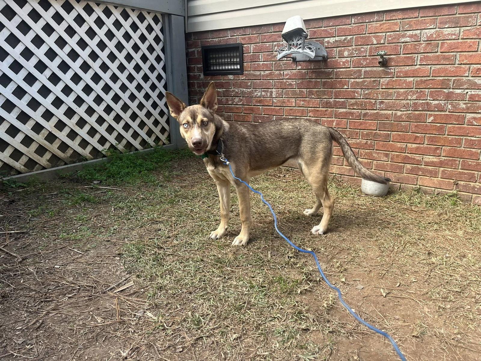 Judy Gemstone, a Adoptable Shepherd in Greenville, SC image 1/3