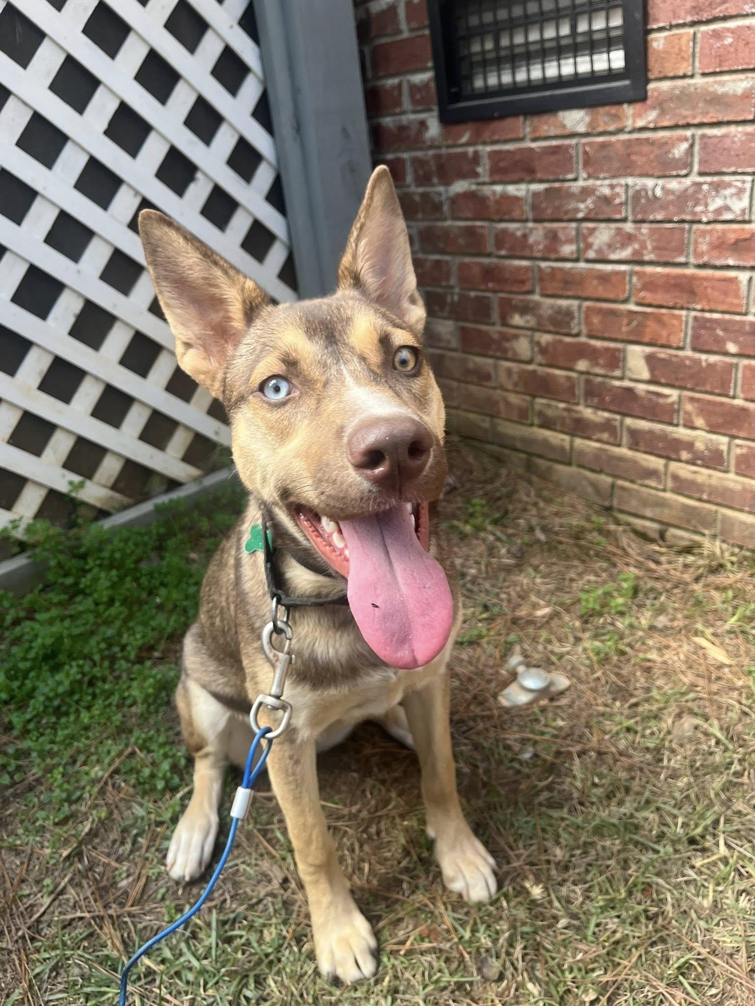 Judy Gemstone, a Adoptable Shepherd in Greenville, SC image 2/3
