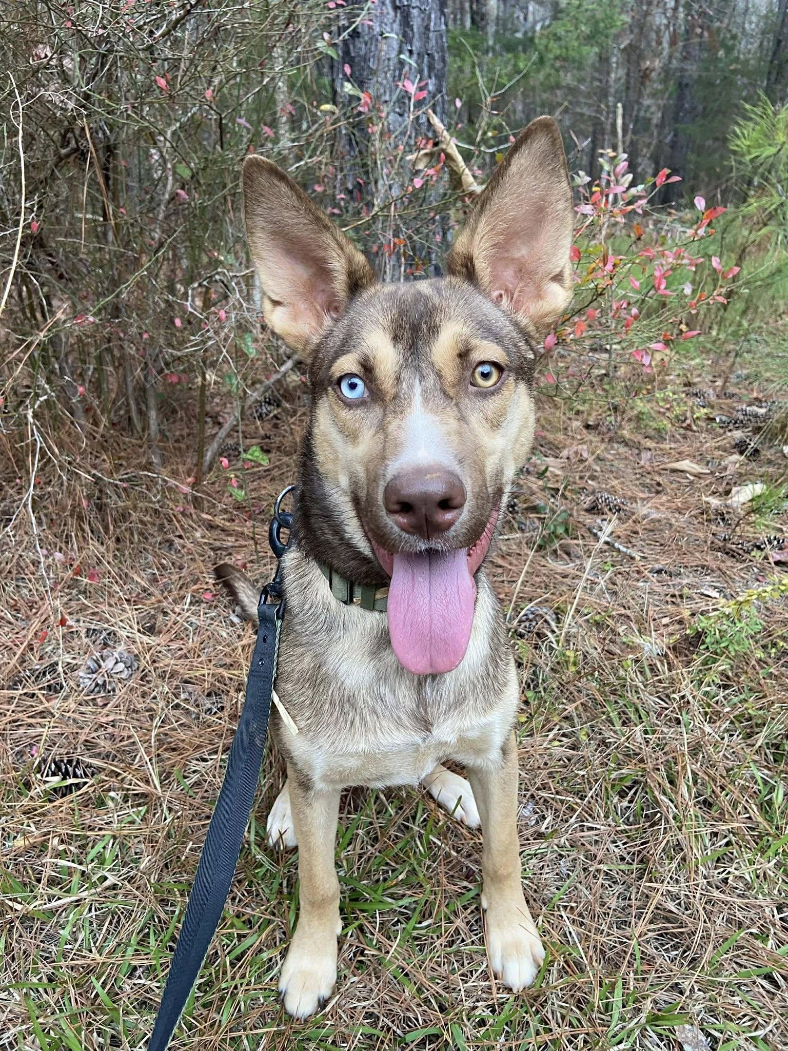 Judy Gemstone, a Adoptable Shepherd in Greenville, SC image 3/3