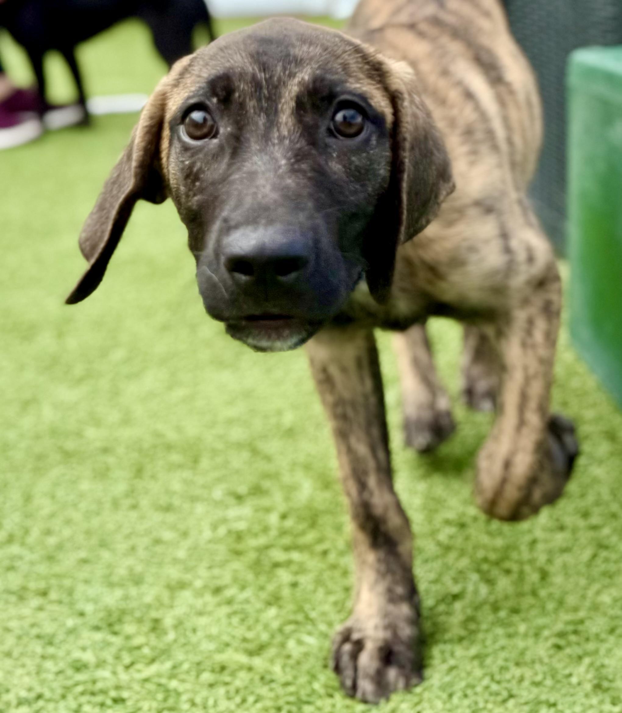 Enlarge Georgia, a ADOPTABLE mixed breed in Brookfield, WI image 1/1