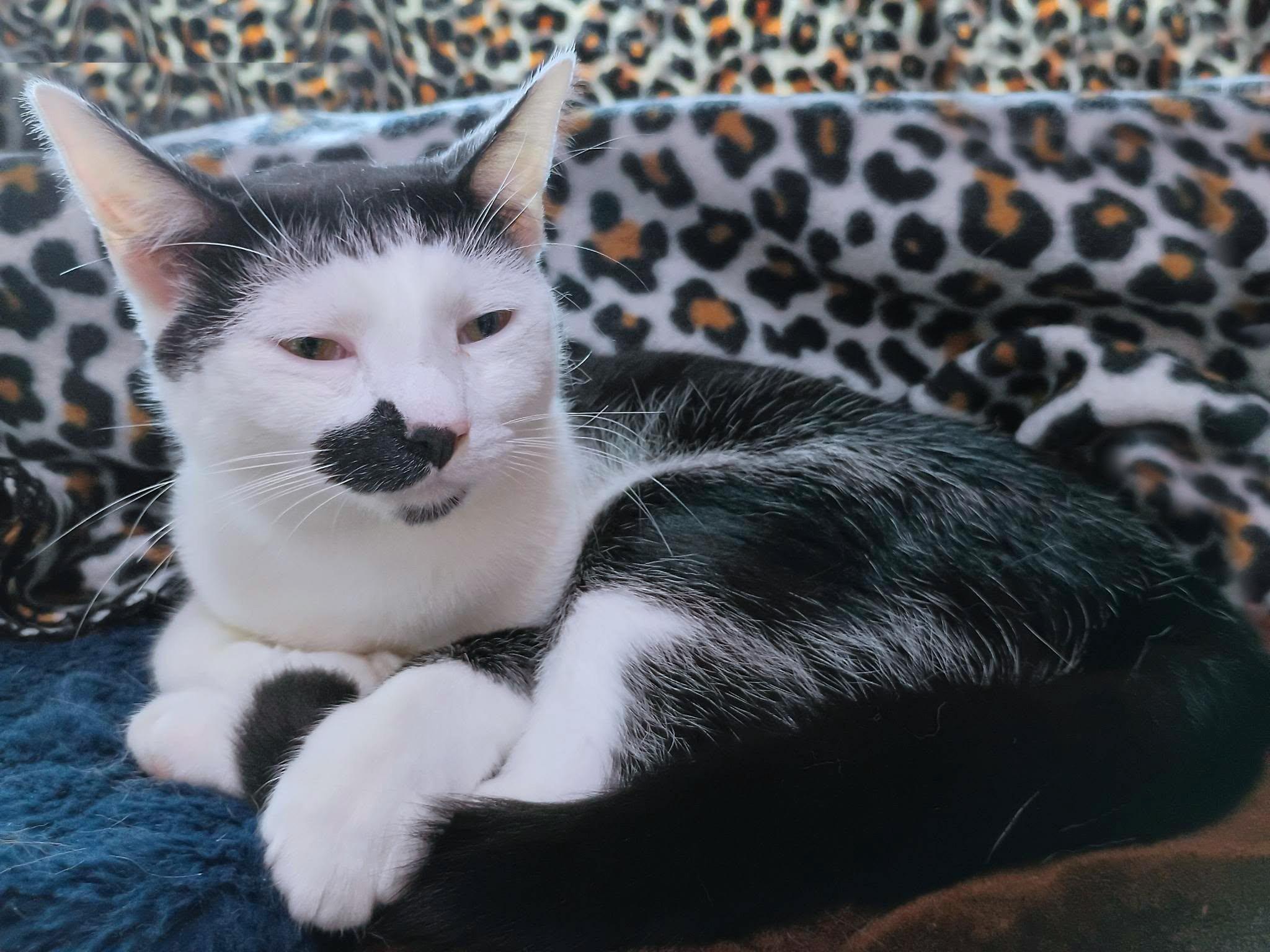 Mo, a ADOPTABLE Domestic Short Hair in Morgantown, WV image 2/3