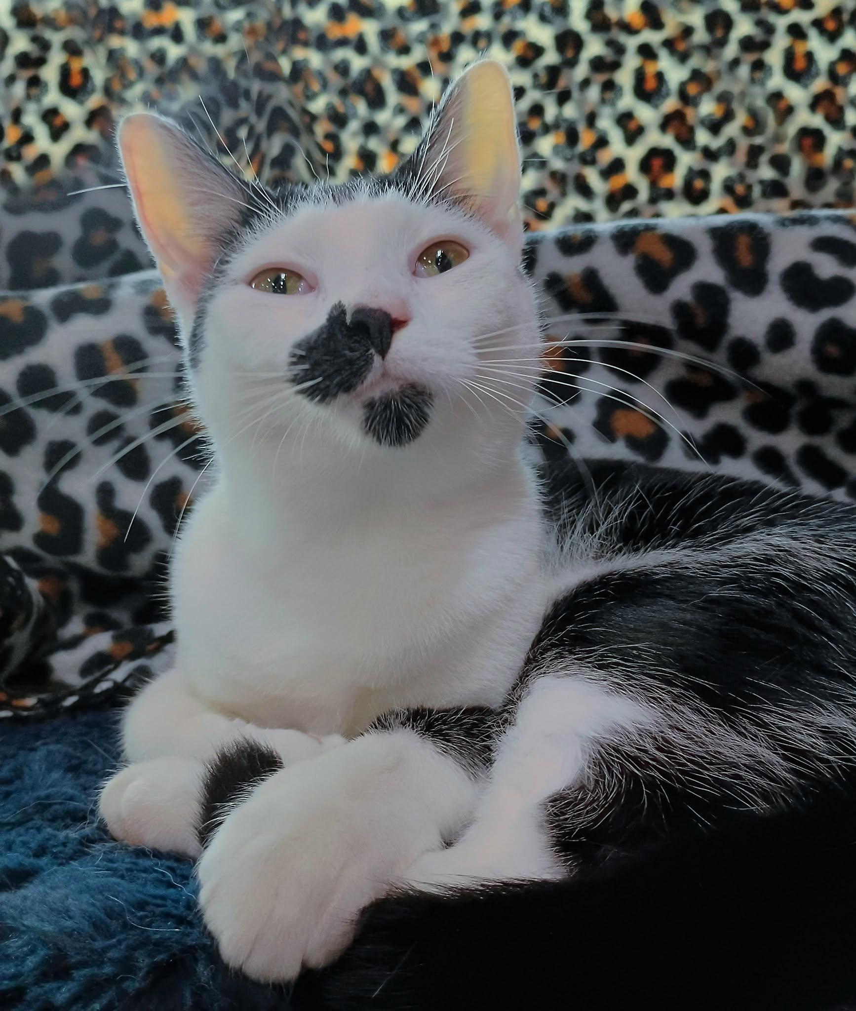 Mo, a ADOPTABLE Domestic Short Hair in Morgantown, WV image 3/3