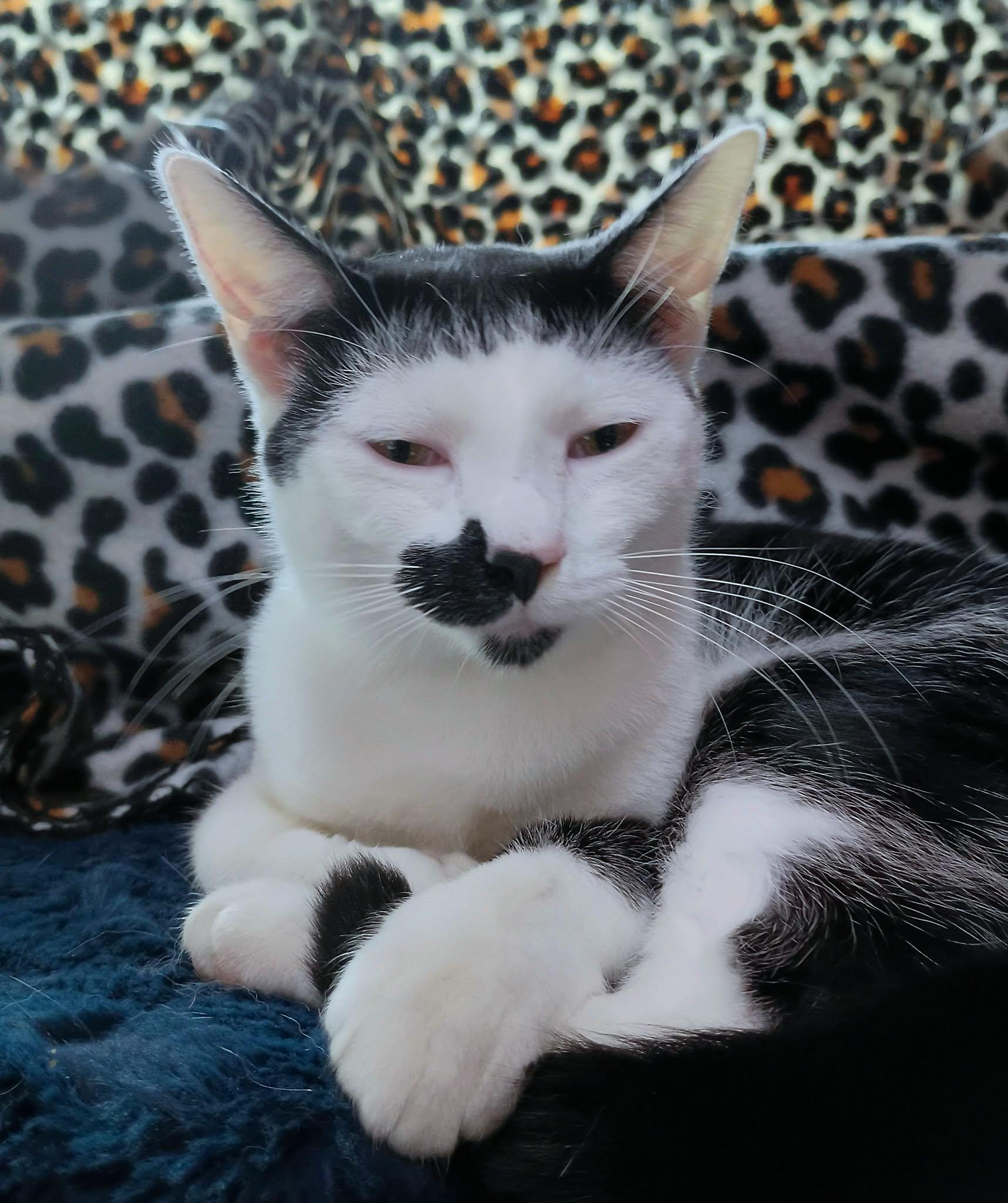 Mo, a ADOPTABLE Domestic Short Hair in Morgantown, WV image 1/3