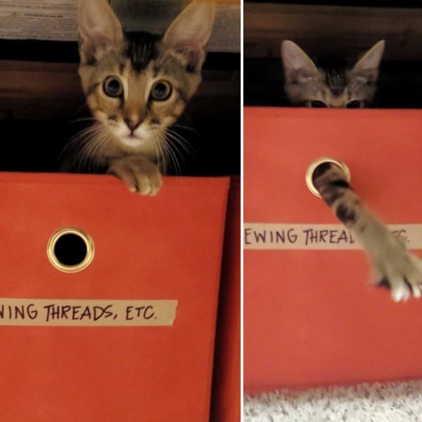 Tiger, a Adopted American Shorthair in Bryan, TX image 4/5