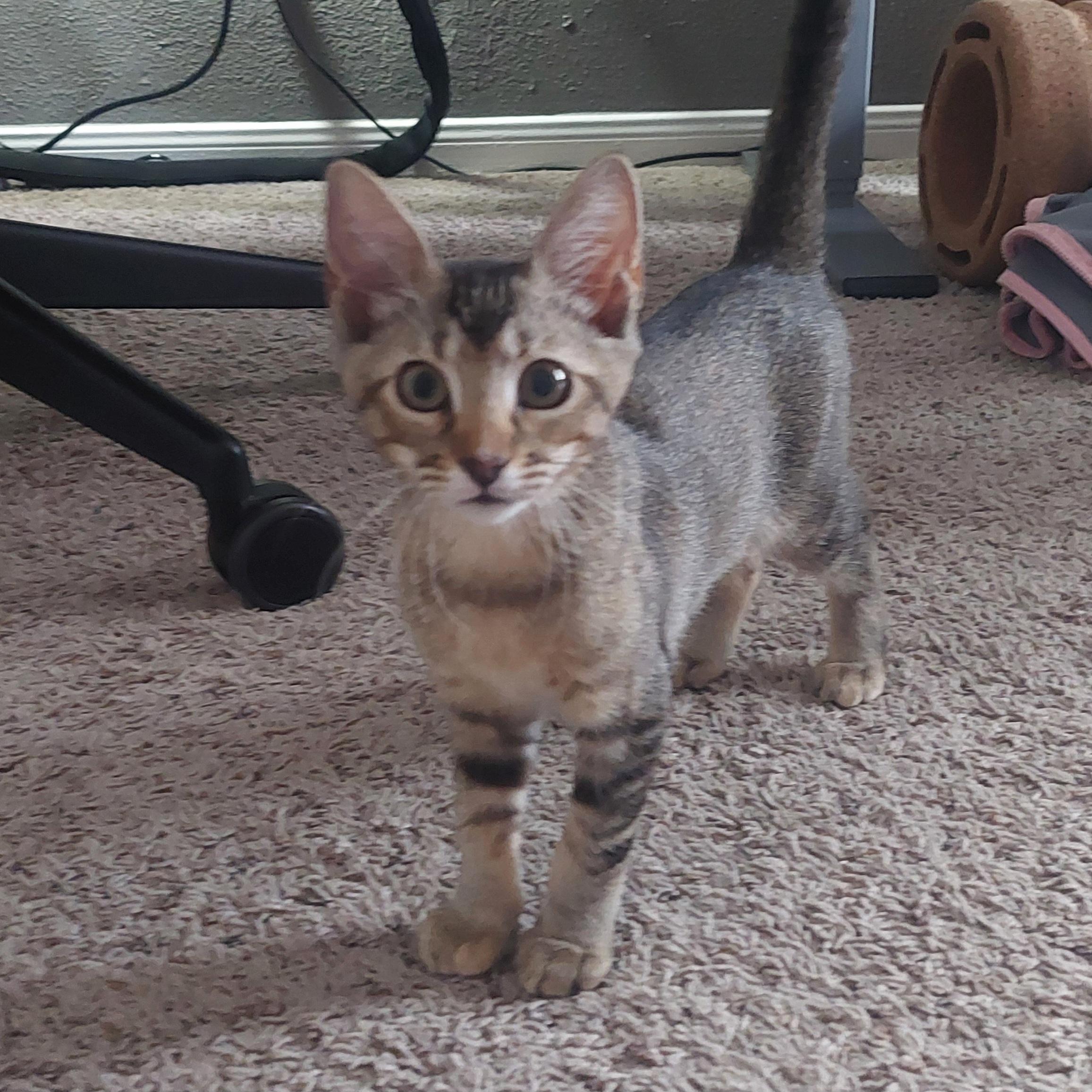 Tiger, a Adopted American Shorthair in Bryan, TX image 5/5
