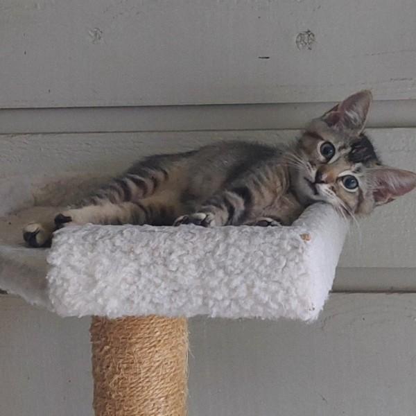 Tiger, a Adopted American Shorthair in Bryan, TX image 2/5