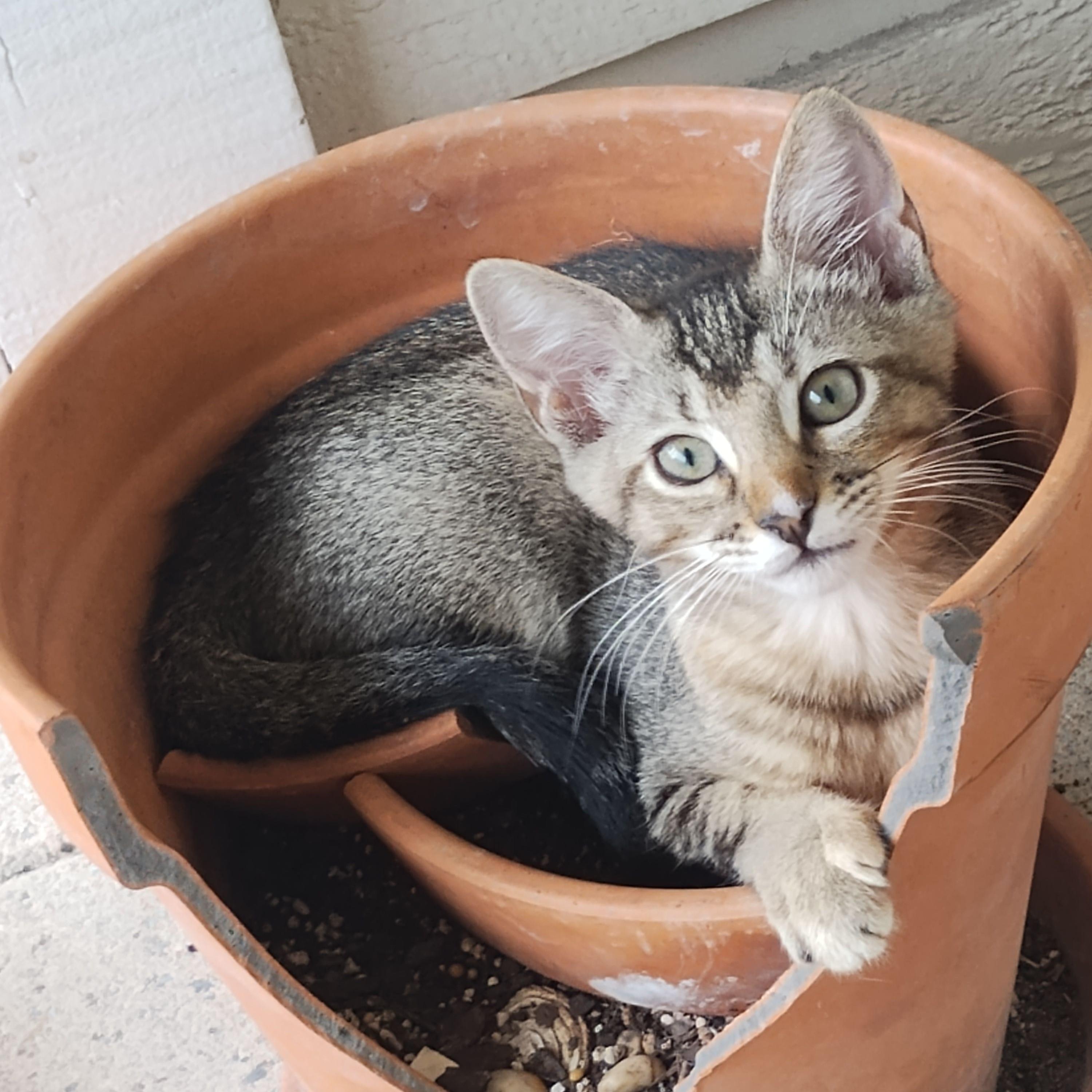 Tiger, Adopted, Kitten Female American Shorthair.
