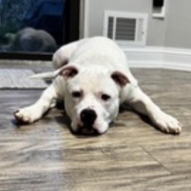 SKYE, an adopted mixed breed in Staten Island, NY image 1/5