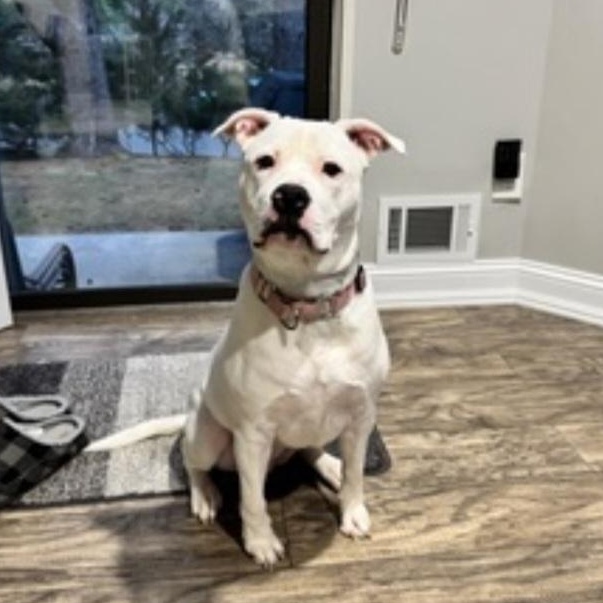 SKYE, an adopted mixed breed in Staten Island, NY image 2/5