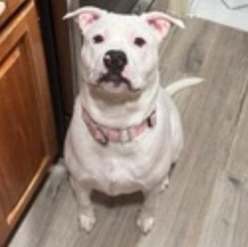 SKYE, an adopted mixed breed in Staten Island, NY image 3/5