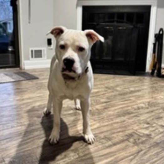 SKYE, an adopted mixed breed in Staten Island, NY image 4/5