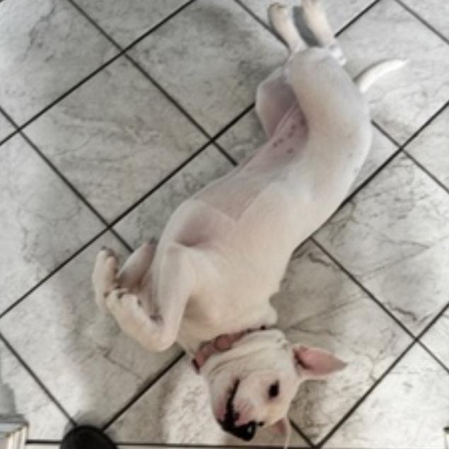 SKYE, an adopted mixed breed in Staten Island, NY image 5/5