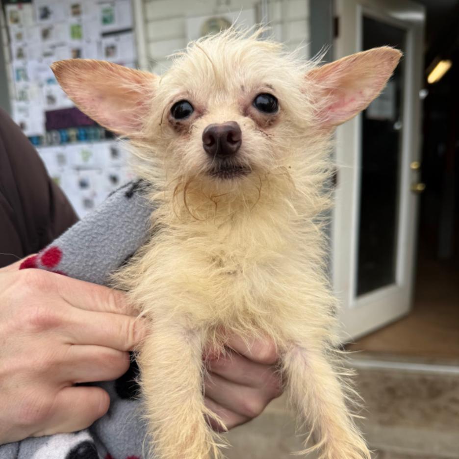 Casper, Adoptable, Adult Male Chihuahua & Terrier.