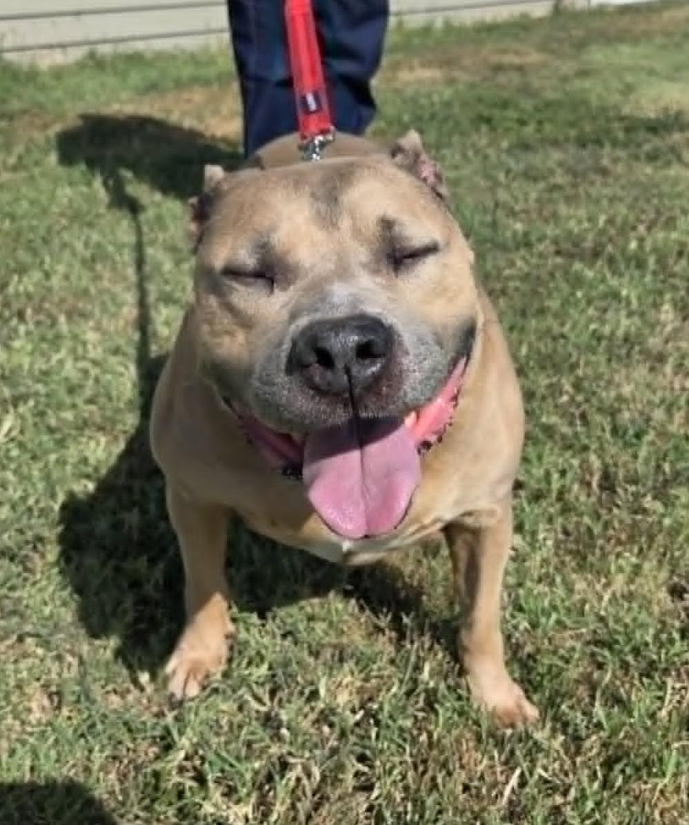 Enlarge Cissy, a Adopted mixed breed in Larned, KS image 2/4