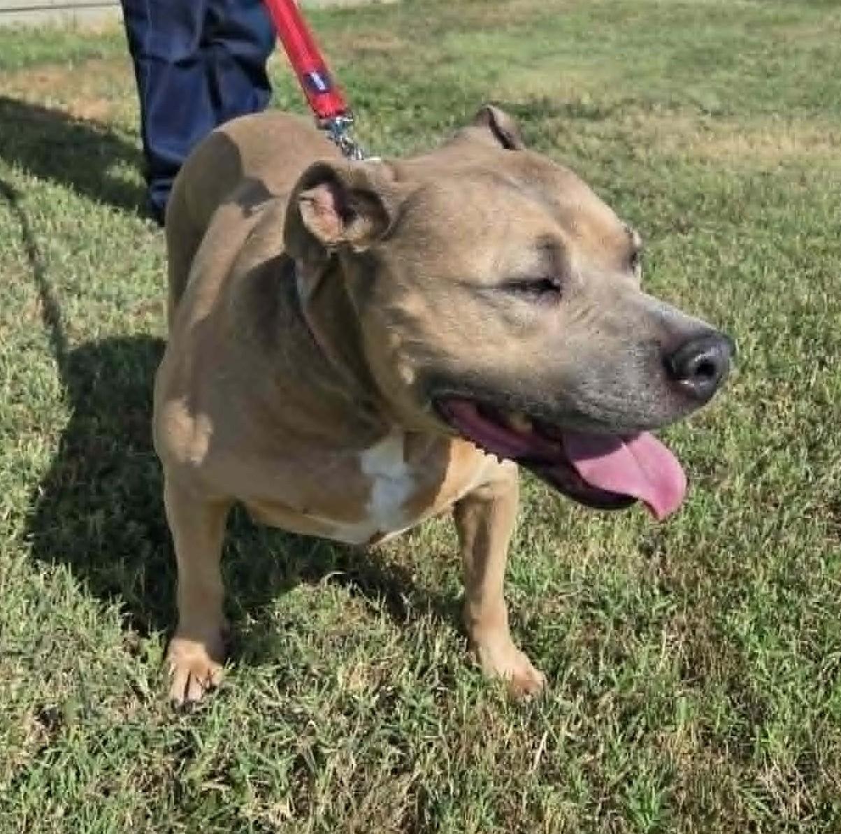 Enlarge Cissy, a Adopted mixed breed in Larned, KS image 1/4