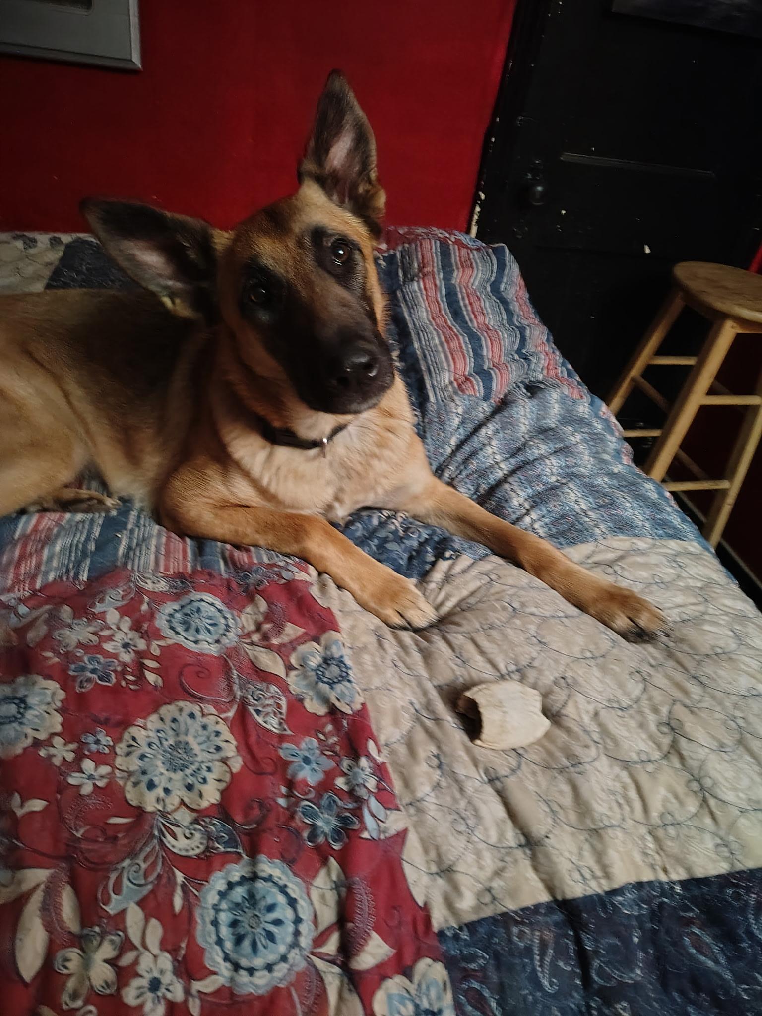 Enlarge Nova, a ADOPTABLE German Shepherd Dog in Muncie, IN image 1/5