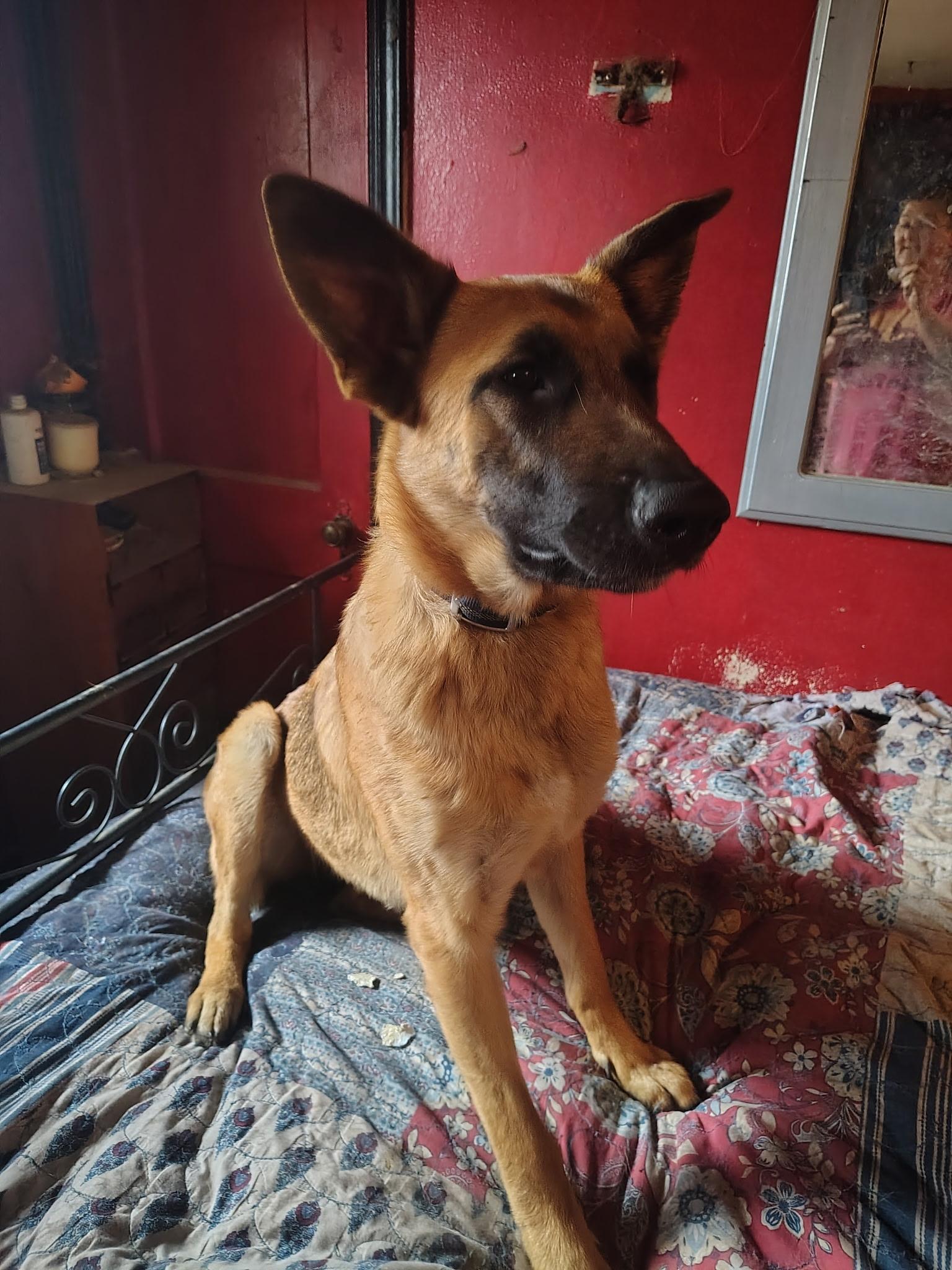 Enlarge Nova, a ADOPTABLE German Shepherd Dog in Muncie, IN image 2/5