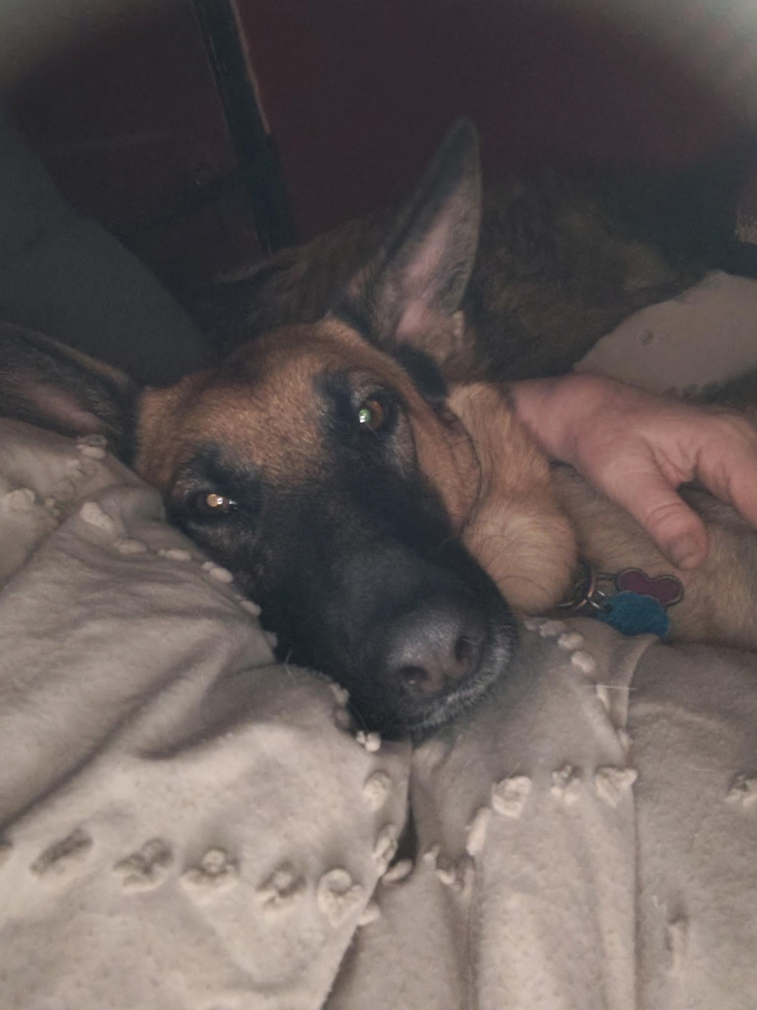 Enlarge Nova, a ADOPTABLE German Shepherd Dog in Muncie, IN image 4/5