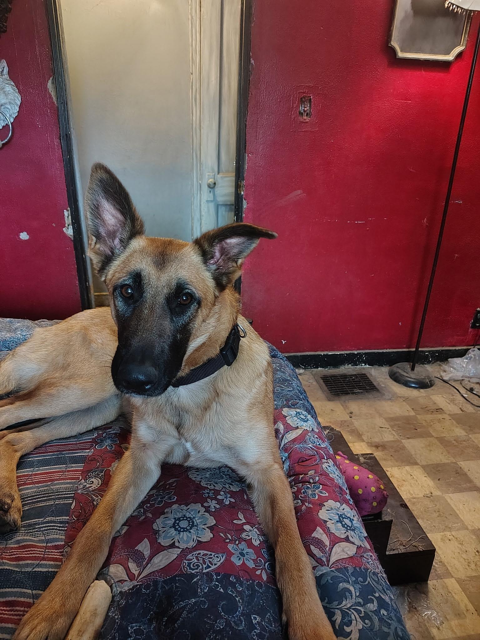 Enlarge Nova, a ADOPTABLE German Shepherd Dog in Muncie, IN image 3/5