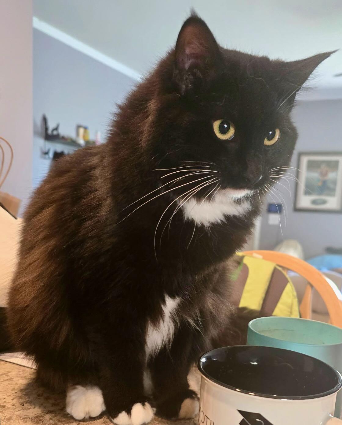 Enlarge Sasha, a Adoptable Tuxedo in Portland, OR image 2/3