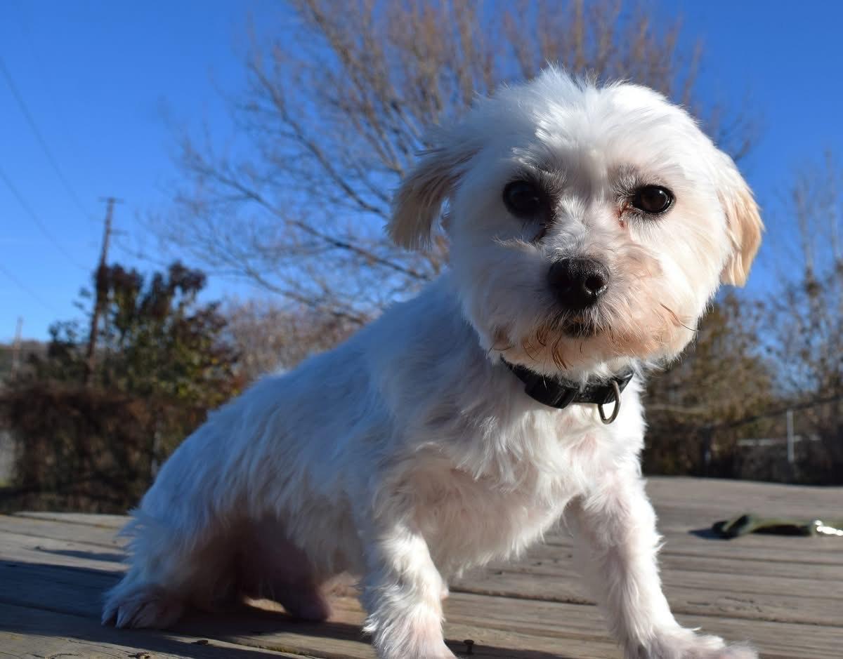 Henry, Adoptable, Adult Male Maltese.