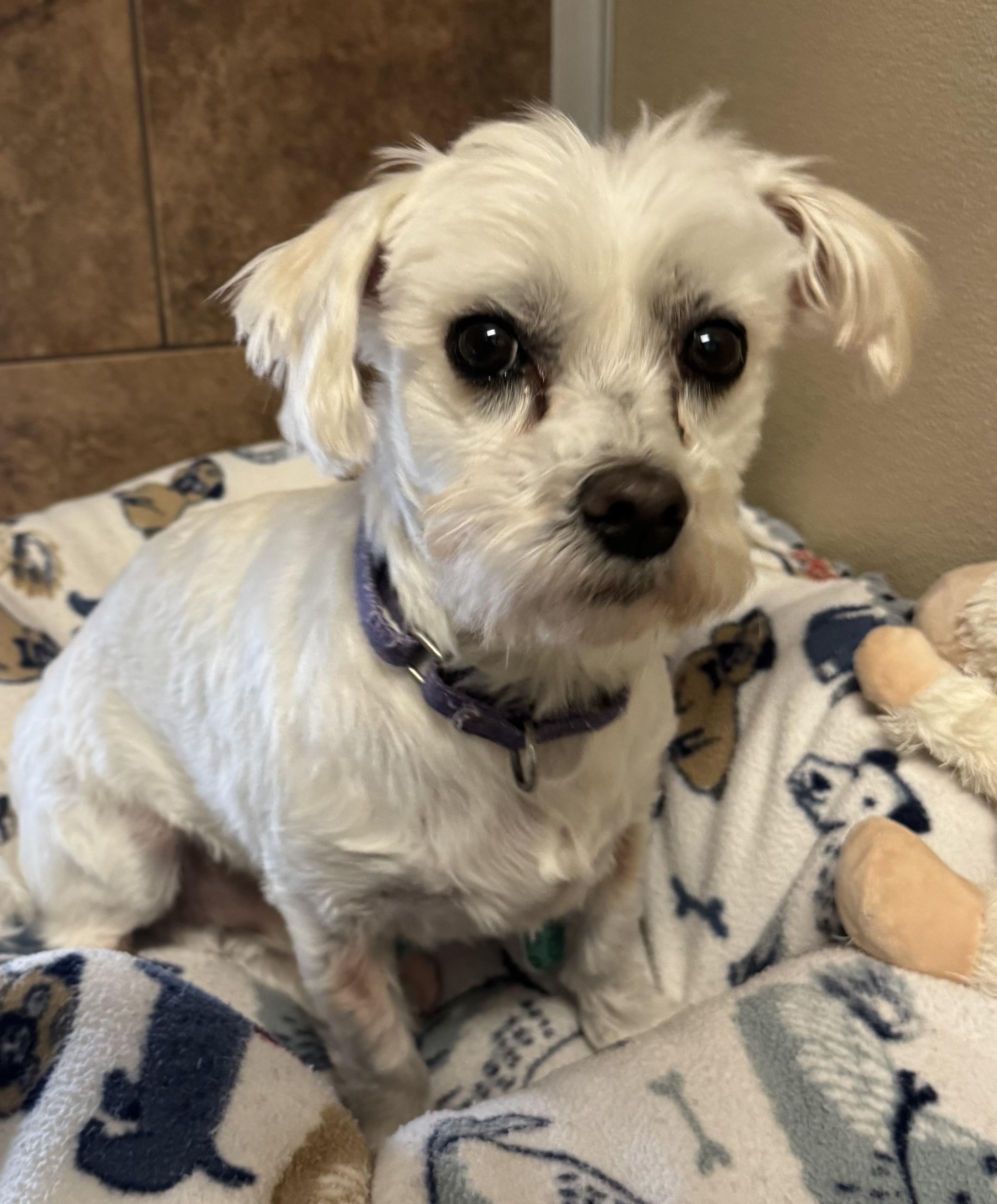 Henry, adoptable, Adult Male Maltese.