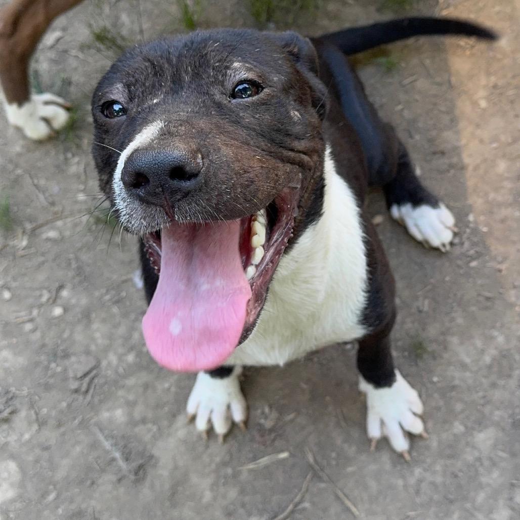 Andi, Adoptable, Young Female Hound.
