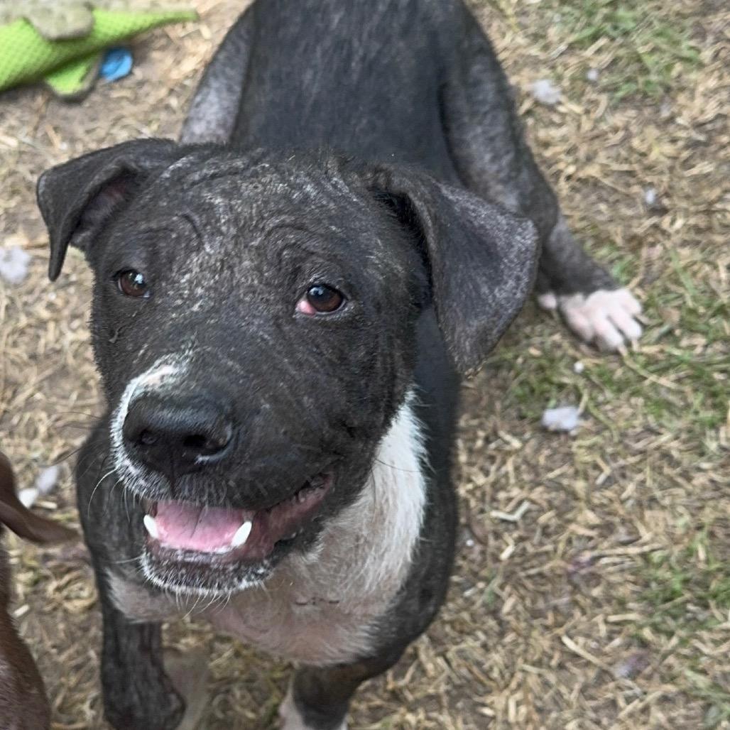 Enlarge Andi, a Adoptable Hound in Parrish, AL image 1/2