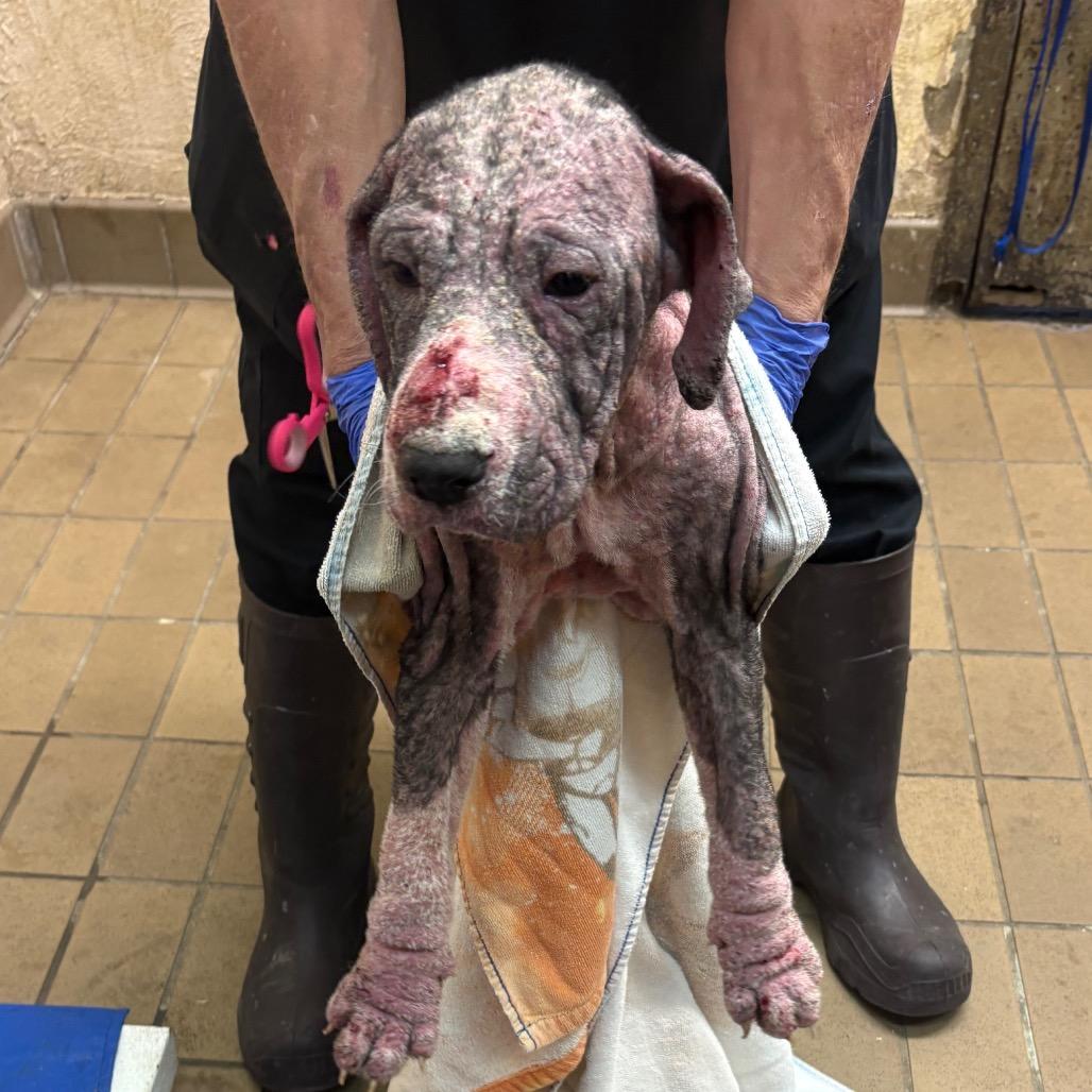 Enlarge Andi, a Adoptable Hound in Parrish, AL image 2/2