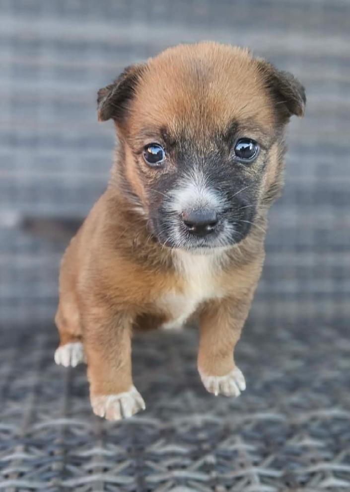 Gingersnap, ADOPTABLE, Puppy Female Jack Russell Terrier & Cattle Dog.