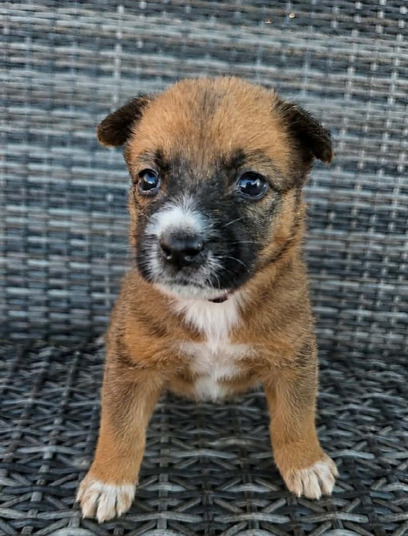Enlarge Gingersnap, a ADOPTABLE mixed breed in Galt, CA image 4/4