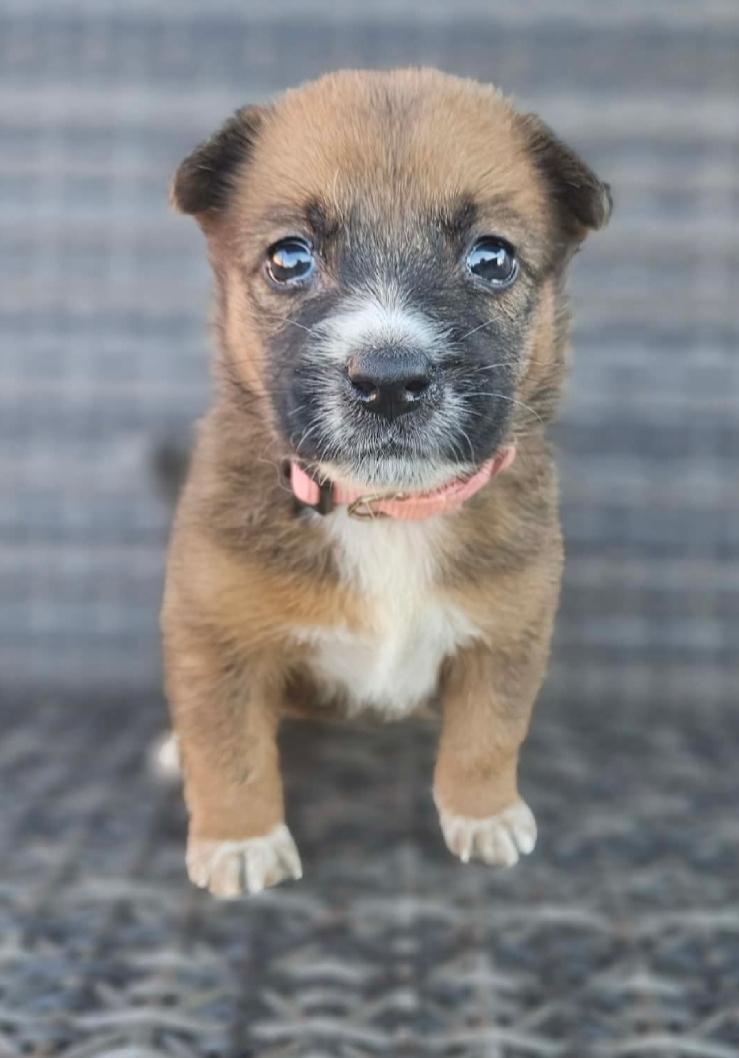 Enlarge Gingersnap, a ADOPTABLE mixed breed in Galt, CA image 2/4