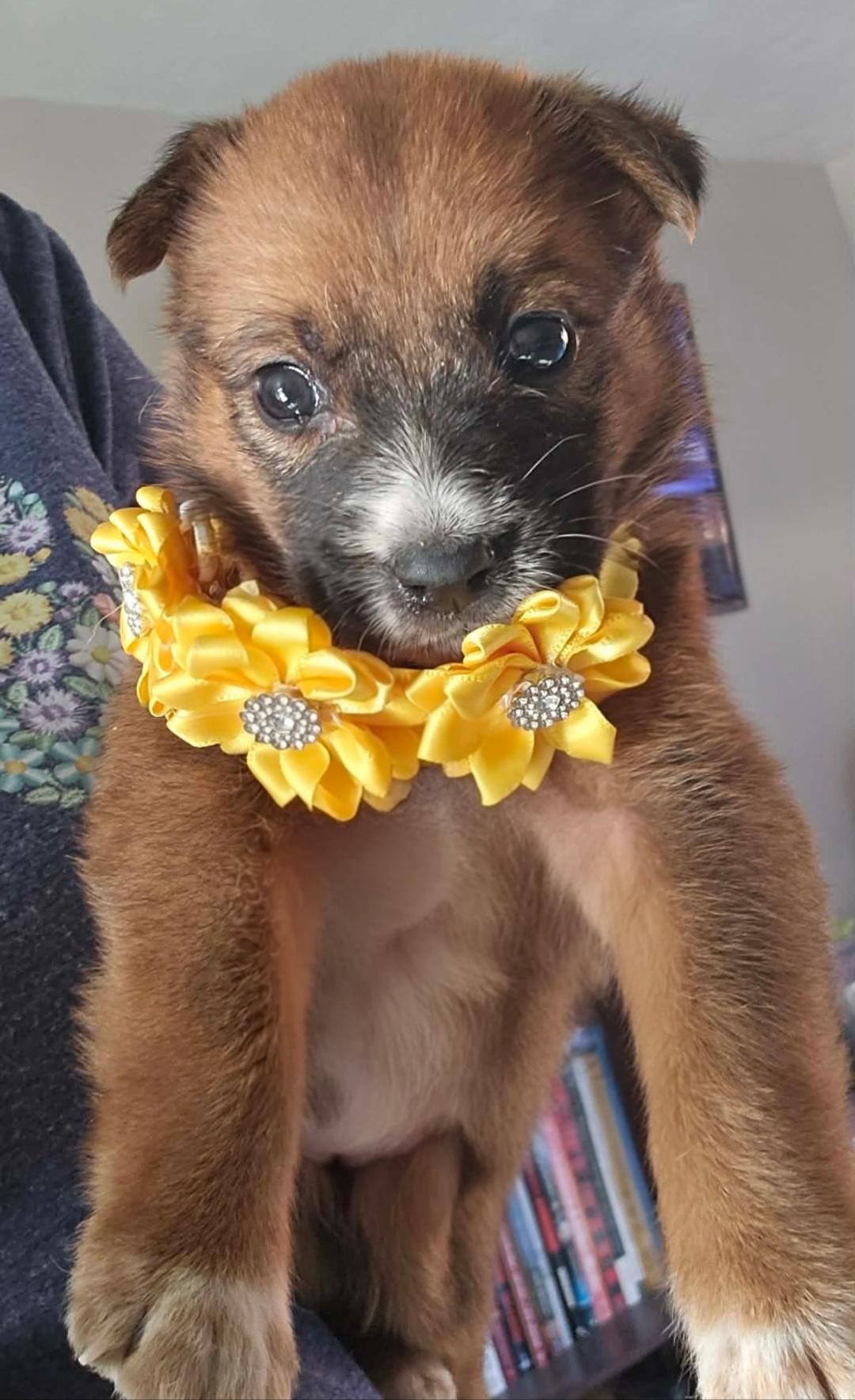 Enlarge Gingersnap, a ADOPTABLE mixed breed in Galt, CA image 3/4