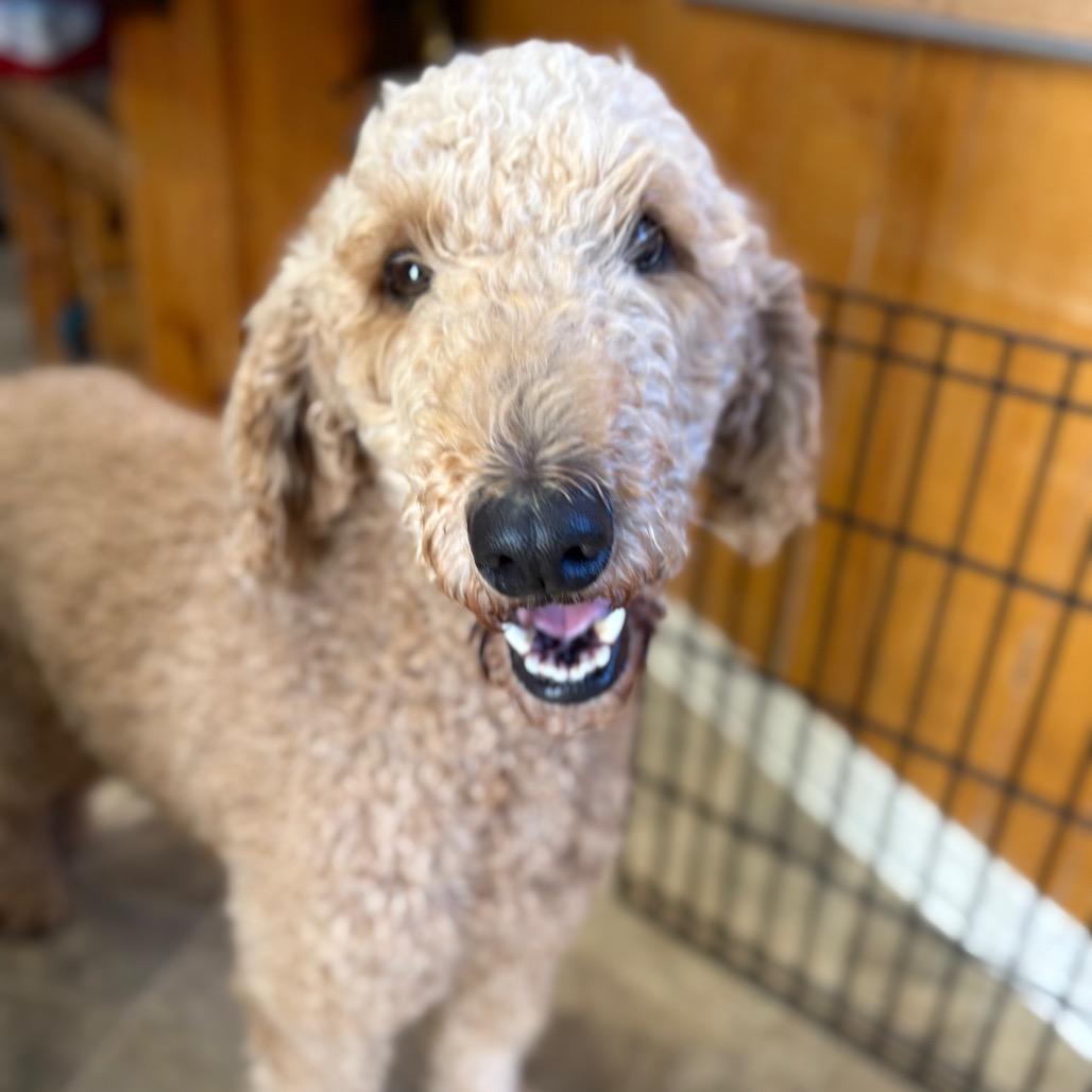Maya Papaya, Adoptable, Adult Female Standard Poodle.