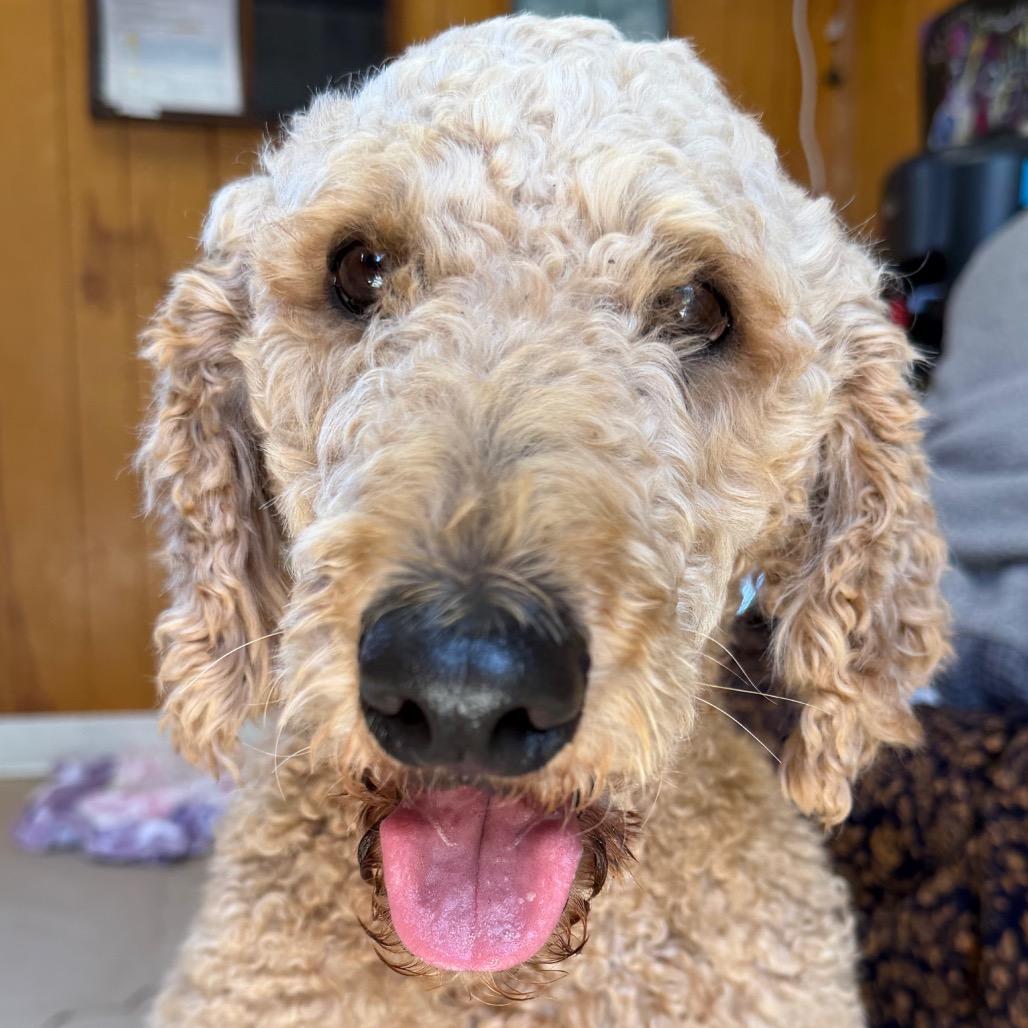 Enlarge Maya Papaya, a Adoptable Standard Poodle in San Pablo, CA image 2/2