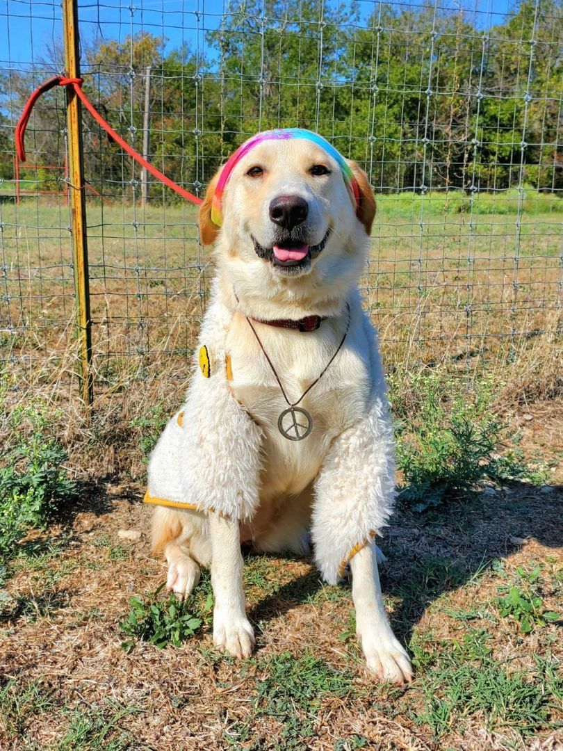 Enlarge Janelle (Nelly), a Adopted mixed breed in Clifton, TX image 1/1