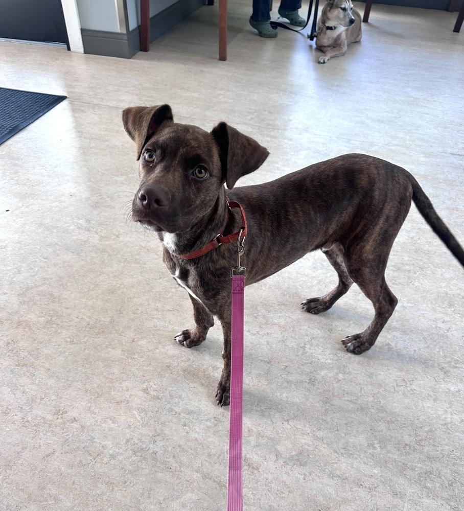 Enlarge AAD New Arrival!  Chip - 26175, a Adoptable mixed breed in Armonk, NY image 1/3