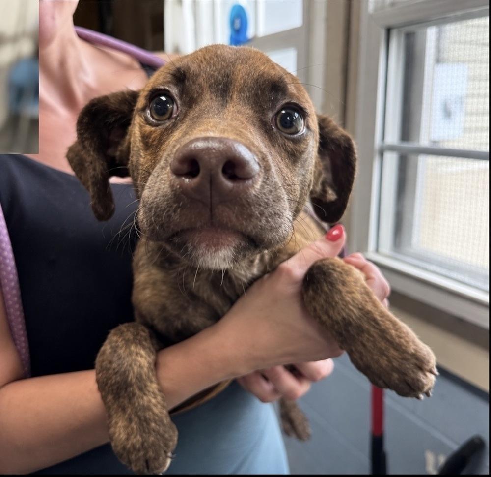 Enlarge AAD New Arrival!  Chip - 26175, a Adoptable mixed breed in Armonk, NY image 2/3