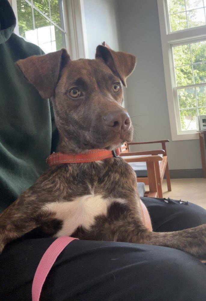 Enlarge AAD New Arrival!  Chip - 26175, a Adoptable mixed breed in Armonk, NY image 3/3