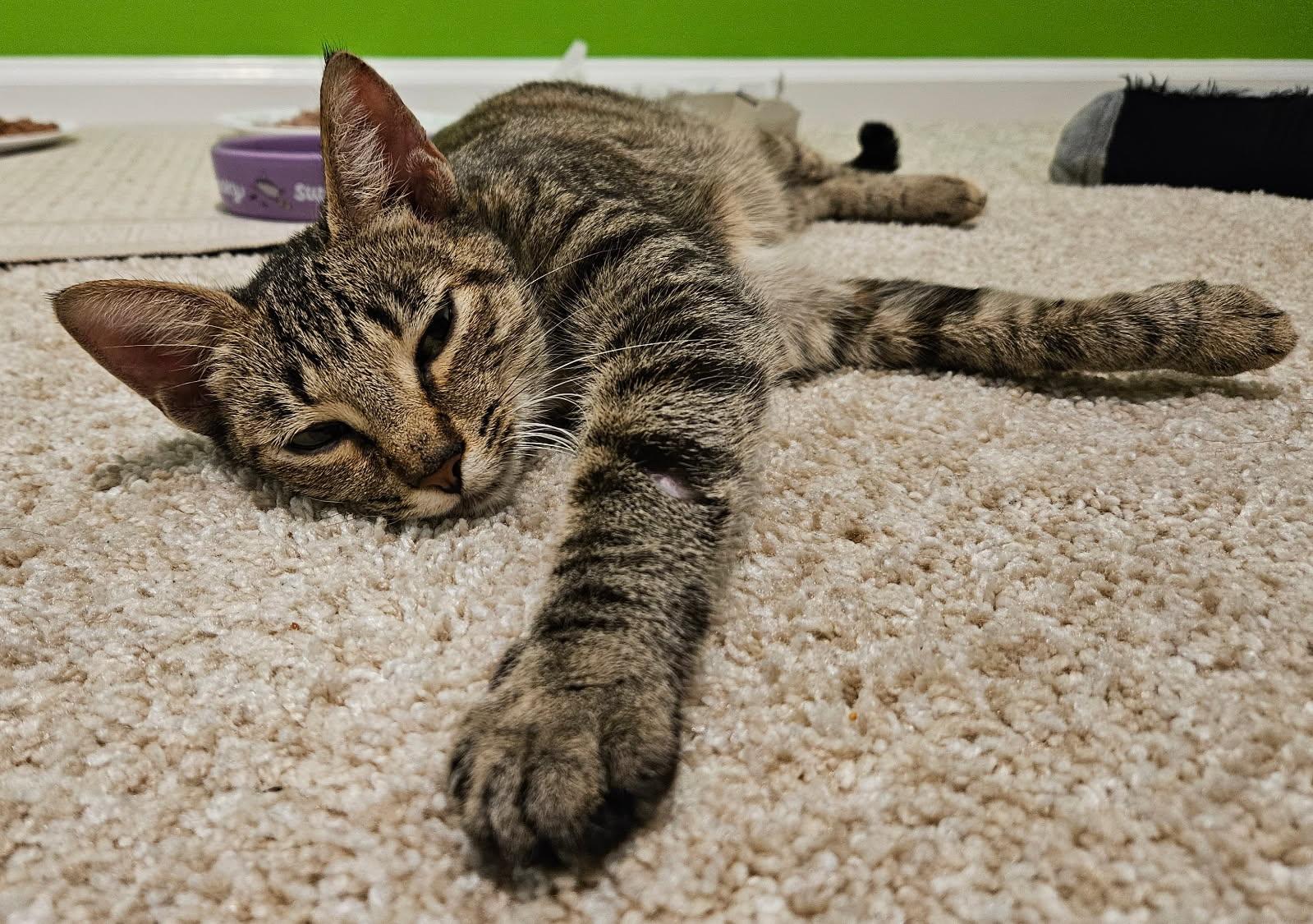 Enlarge Speckles, a Adoptable Domestic Short Hair in Ellicott City, MD image 1/1