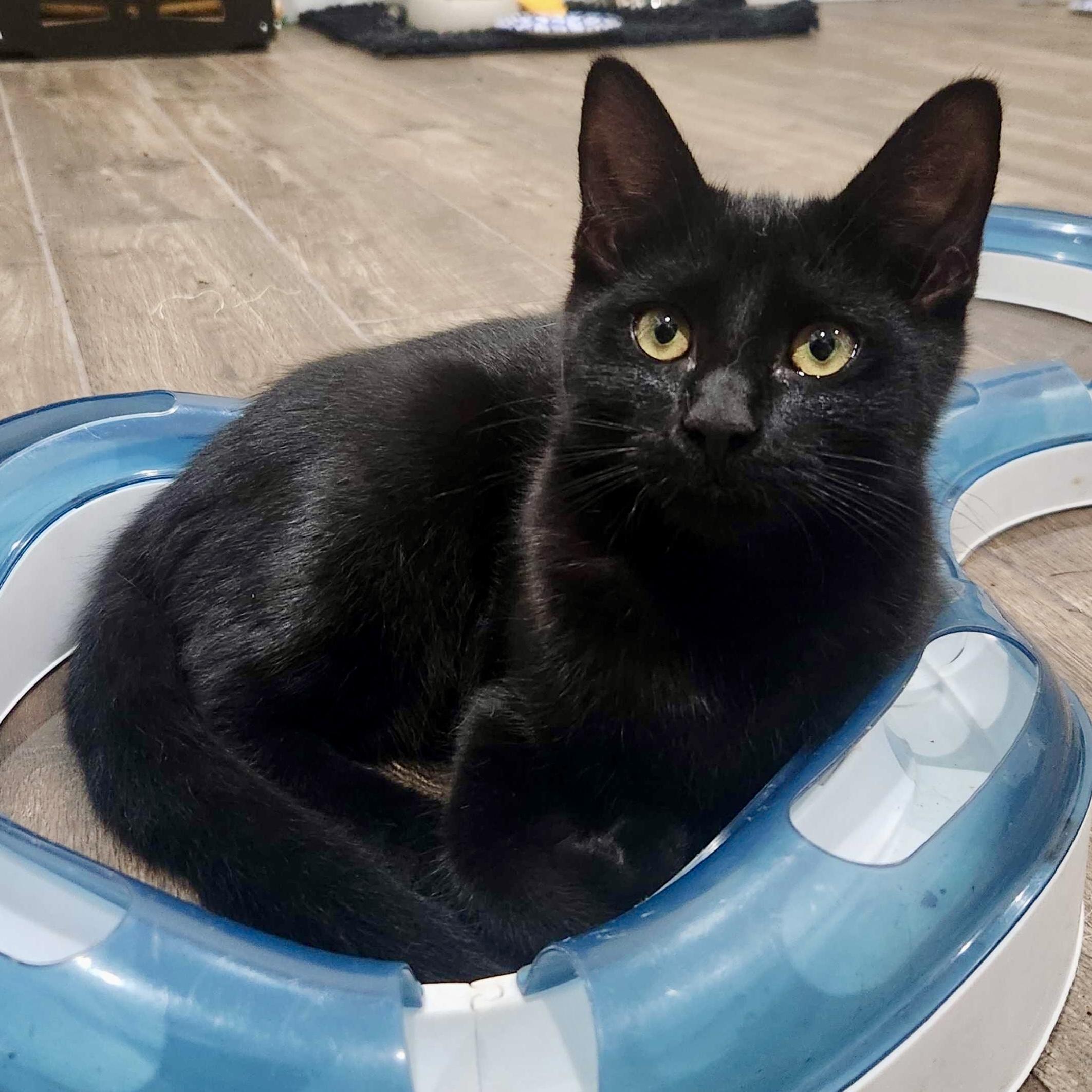 Uno (bonded with Leia), Adoptable, Kitten Male Domestic Short Hair.