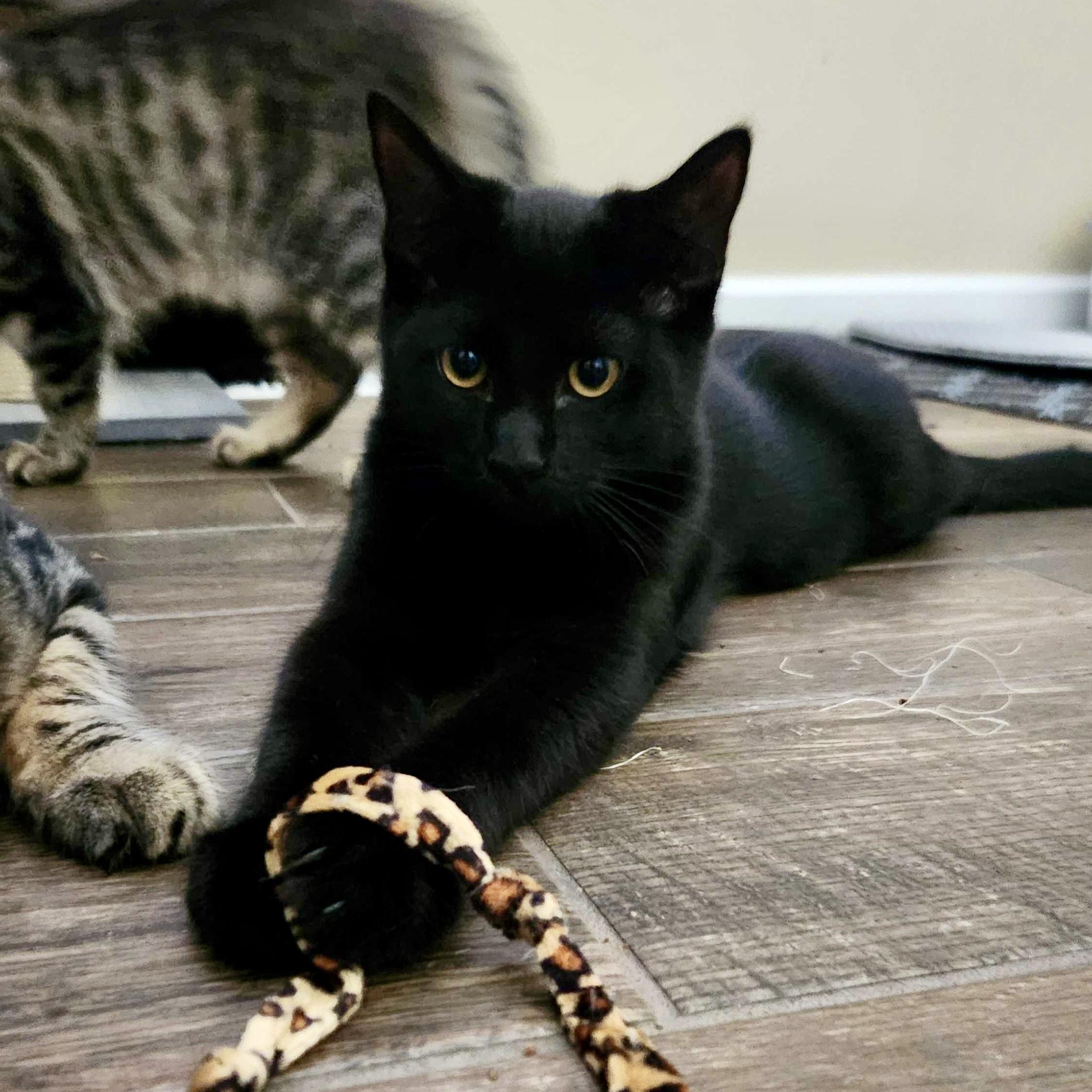 Enlarge Uno (bonded with Leia), a Adoptable Domestic Short Hair in Wilsonville, OR image 2/6