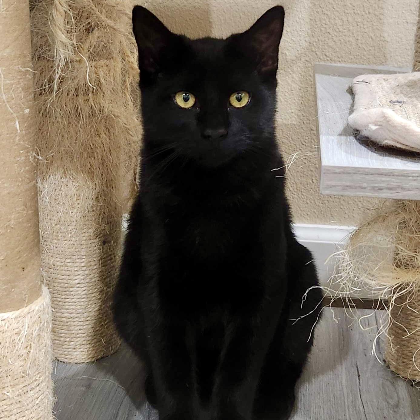 Enlarge Uno (bonded with Leia), a Adoptable Domestic Short Hair in Wilsonville, OR image 3/6