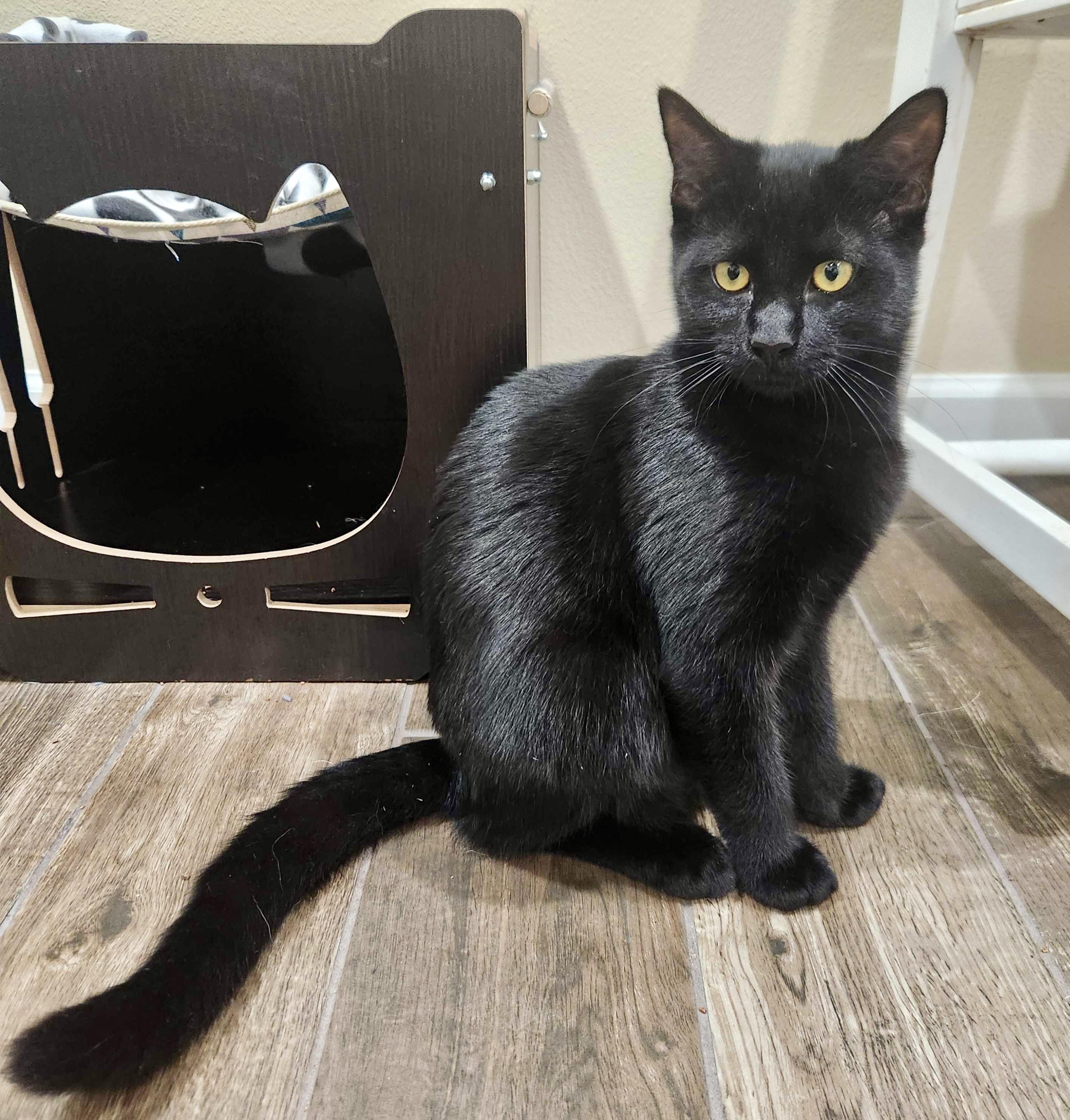 Enlarge Uno (bonded with Leia), a Adoptable Domestic Short Hair in Wilsonville, OR image 5/6