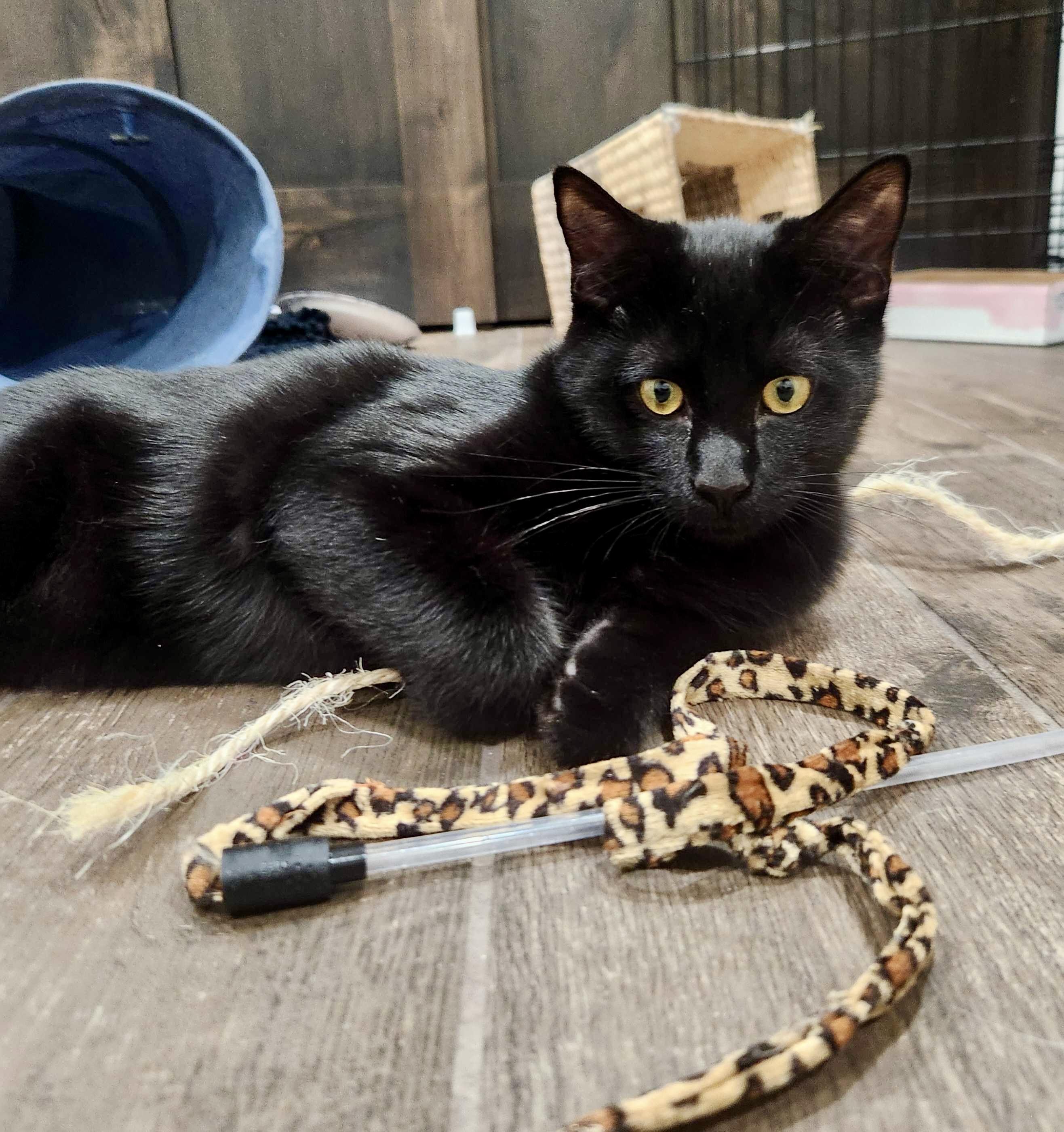 Enlarge Uno (bonded with Leia), a Adoptable Domestic Short Hair in Wilsonville, OR image 6/6